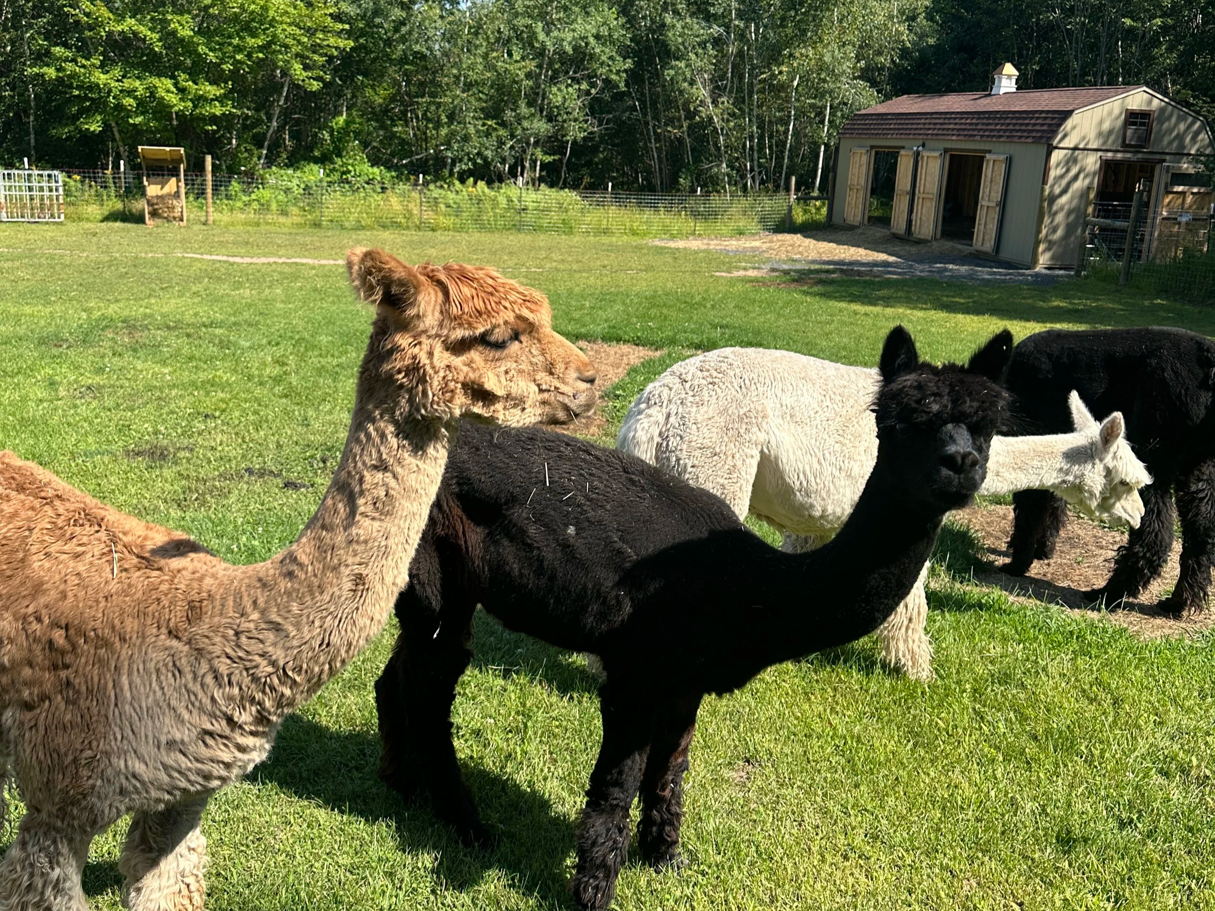 Walking an alpaca at a Wisconsin ranch, one of the more unusual things to do in Wisconsin this summer.