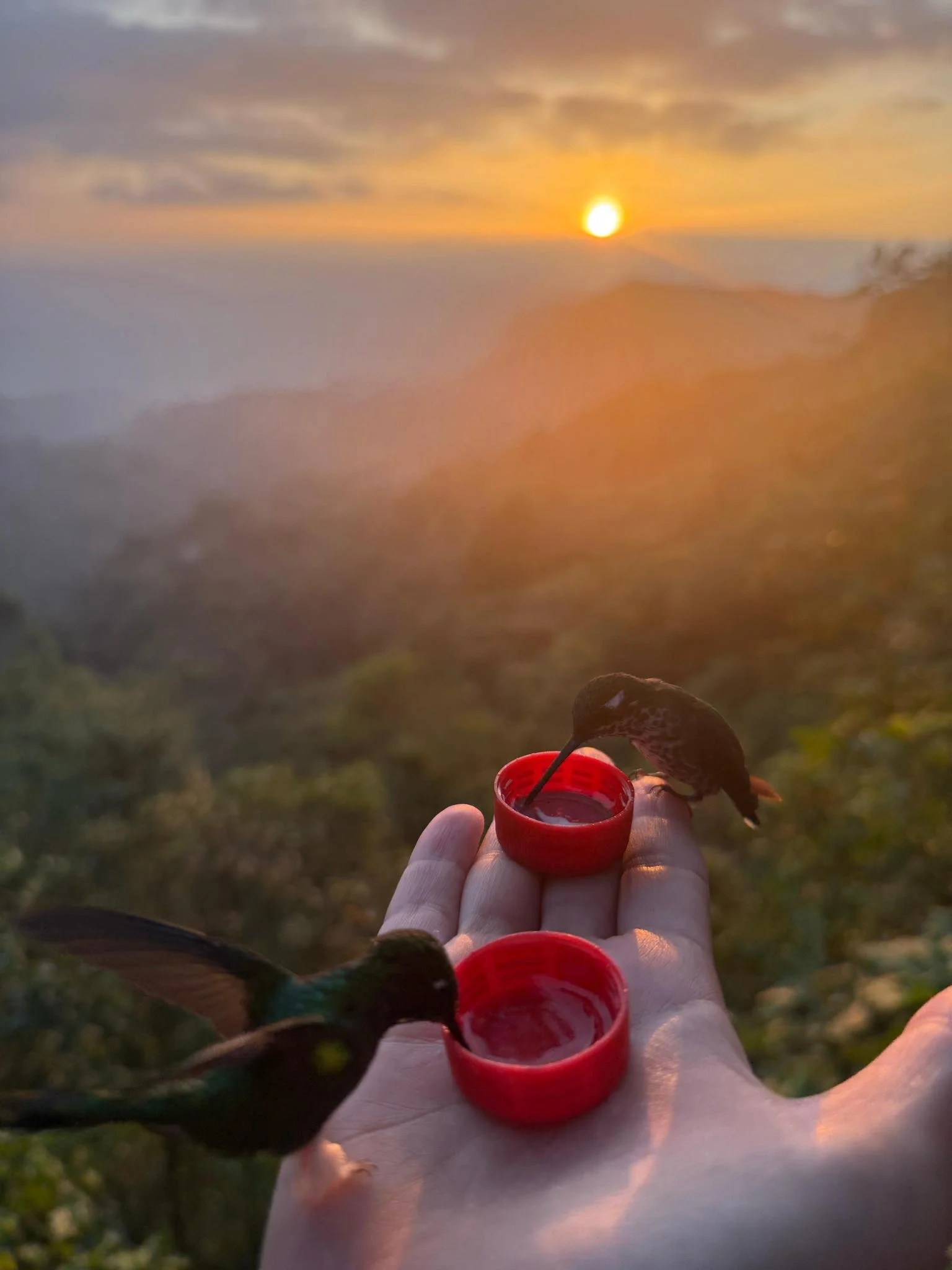 Two hummingbirds drinking from red cap feeders held in an outstretched hand at sunset, with misty mountain silhouette in the background
