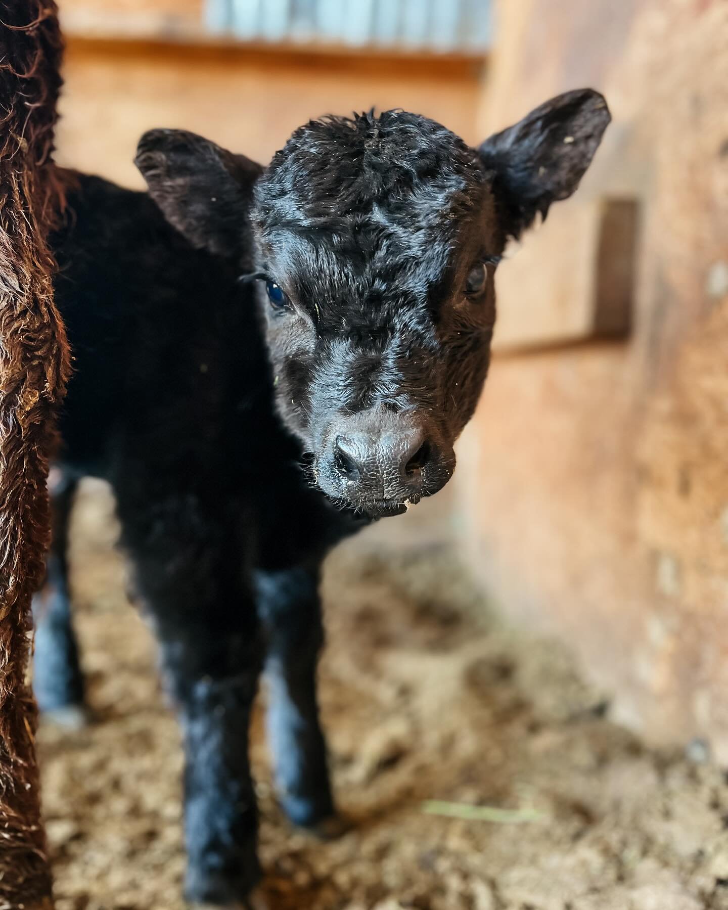 &bull; W I L L O W &bull;

Calving season is my absolute favorite!!! And this little girl is so dang sweet. She is black but has some grayish tint to her. I&rsquo;m so excited to add her to our herd! 🩷

#kbfarmandpantry #mountainraisedmeats #thankaf