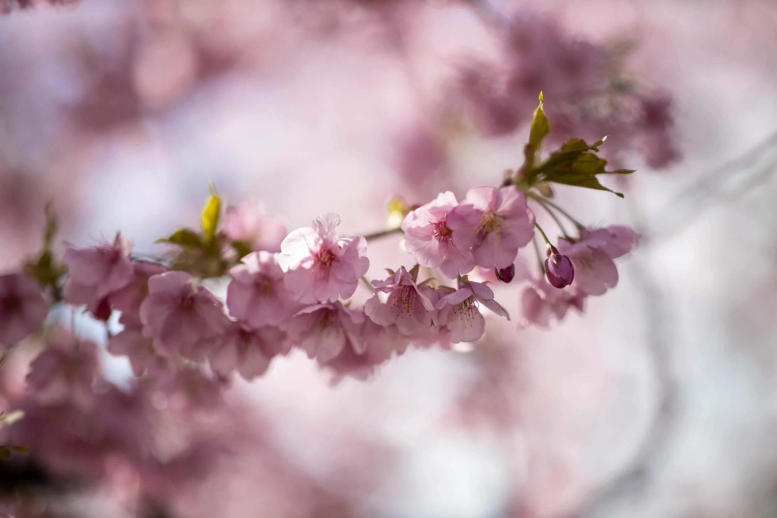 2021.02.26 Sakura-2.jpg