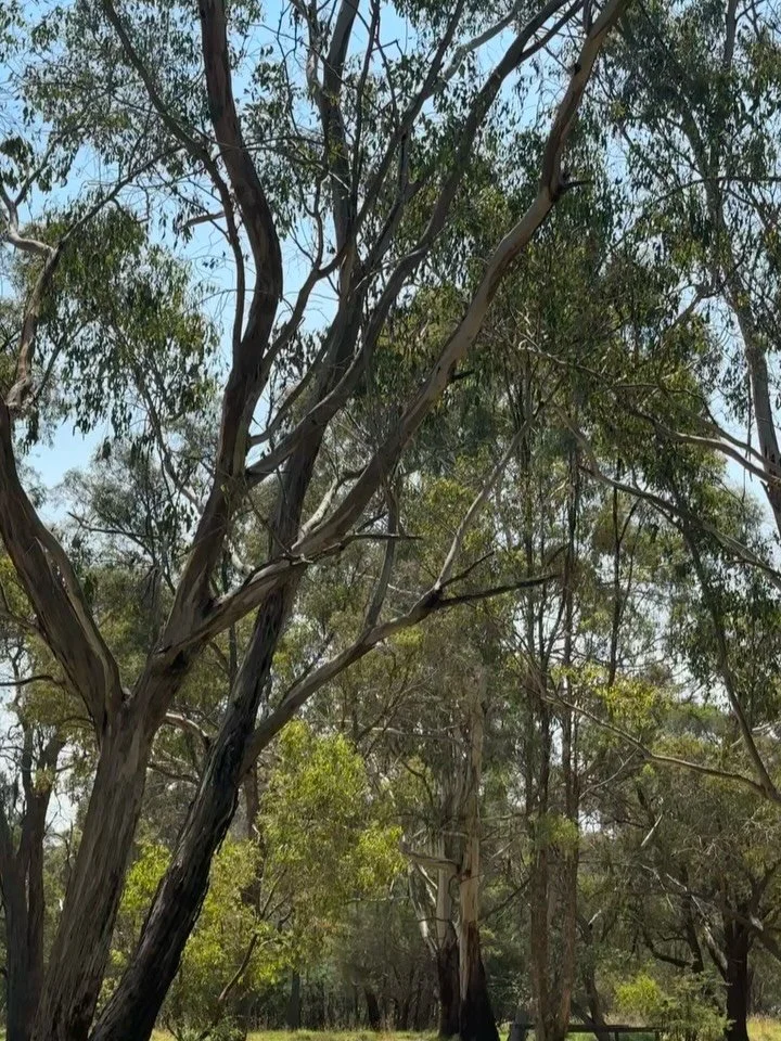 Jan wrap up 🤓💘🦋 

This month for me has been about nervous system regulation - spending intentional time outdoors just to sit and be, time in the water and in the sun, getting to the pottery studio, eating yummmmmmy food, settling into my new clin