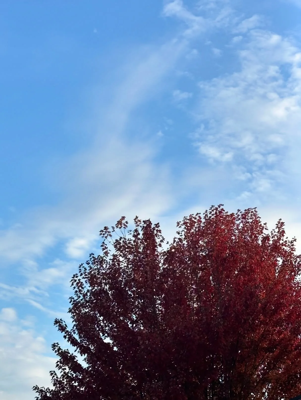 April wrap up!!!! Did that go really quick for anyone else too? 

Leaves changing colour, celebratory dinners, kiwi fruit, getting back into consistent gym, lots of walks, loooots of herbal formulas (especially for cold season 🤧), bean lectures, Eas