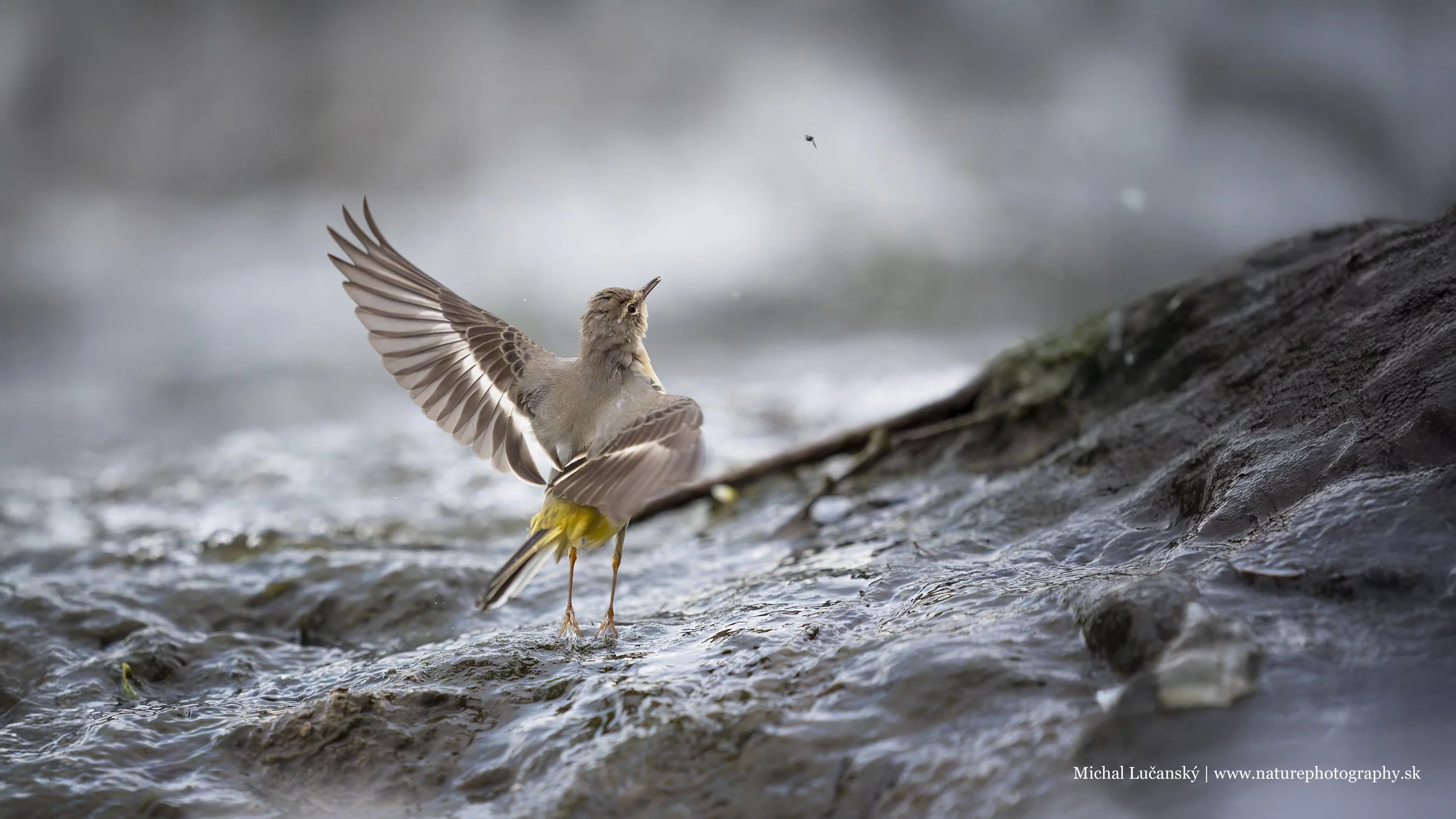 20250829-_DSC9301 copy_p.jpg