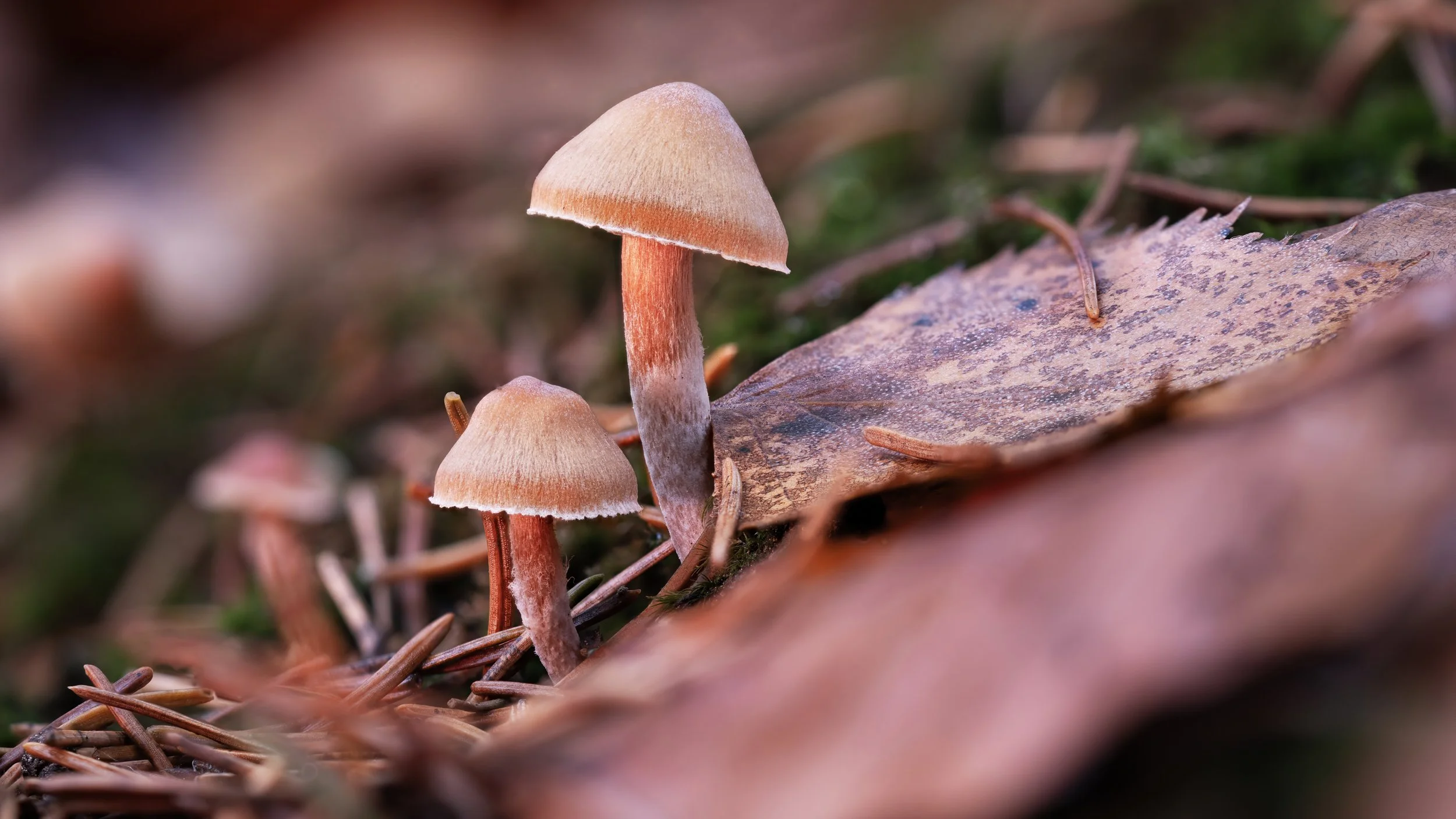 2025-11-21-05.47.33 ZS retouched copy.jpg