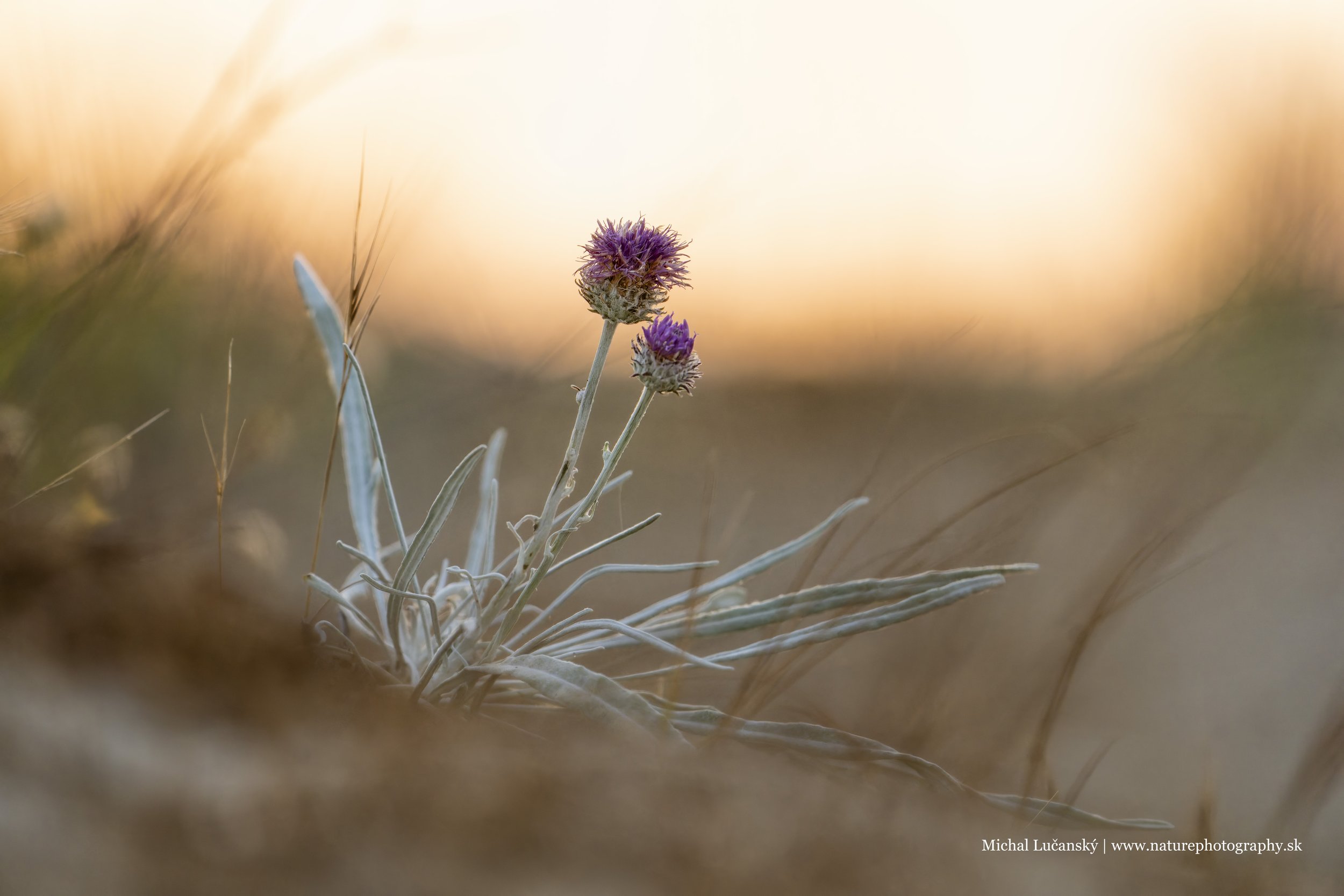 20250813-_DSC3661 copy_p.jpg