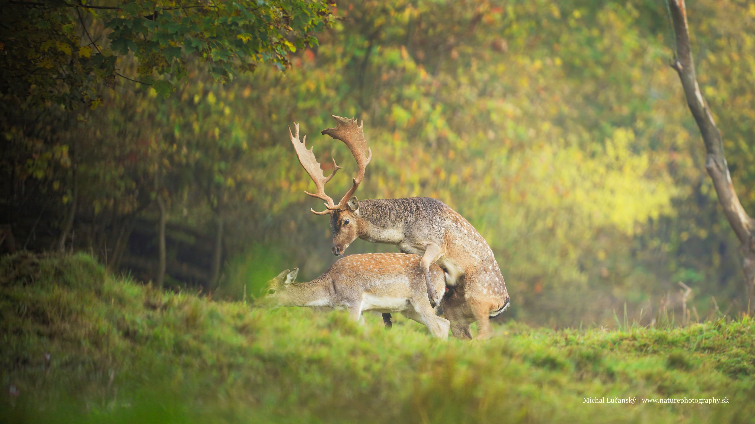 daniele-gigapixel-low_res-scale-2_00x copy_p.jpg