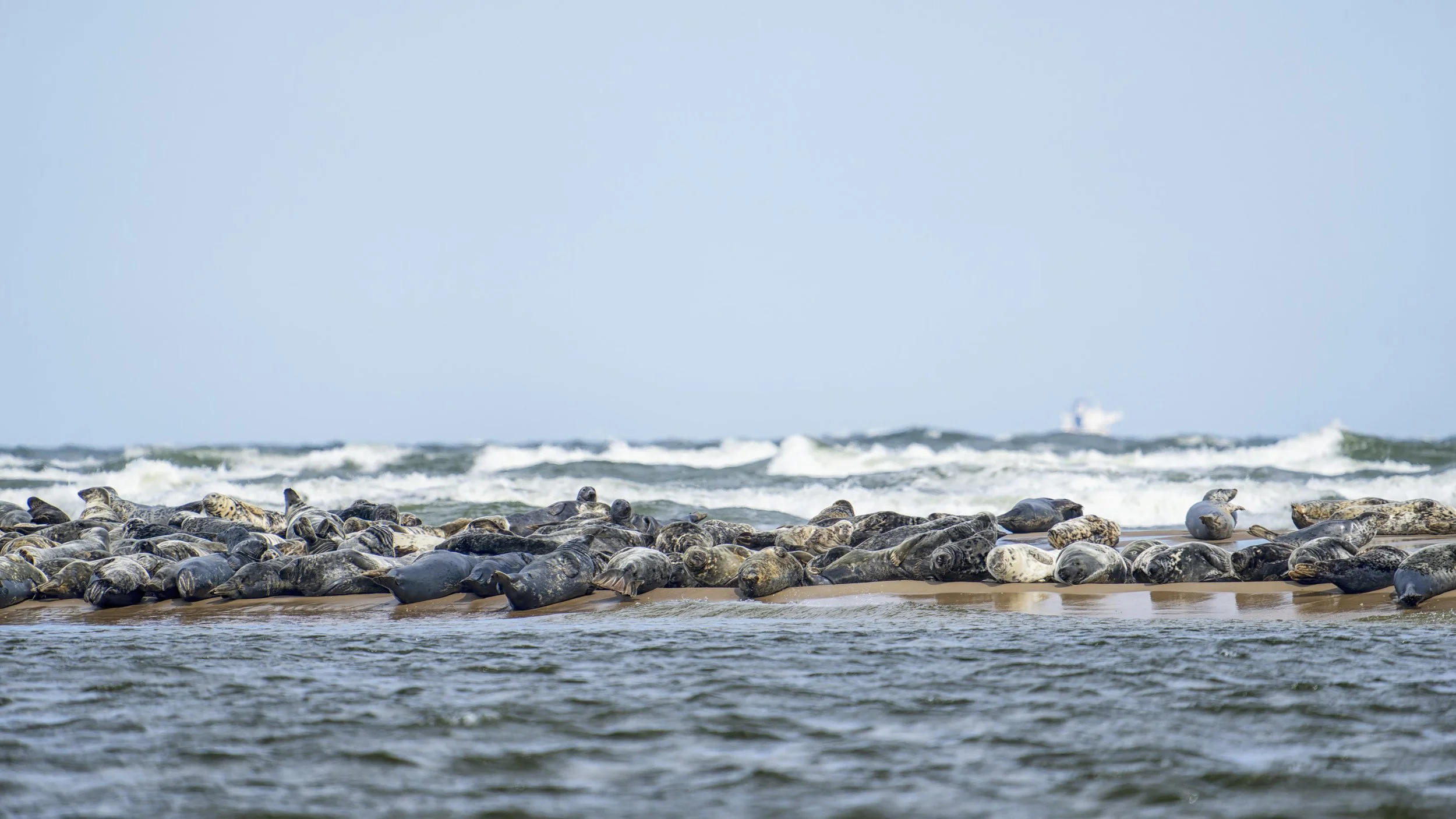 20250710-_DSC1512 copy.jpg