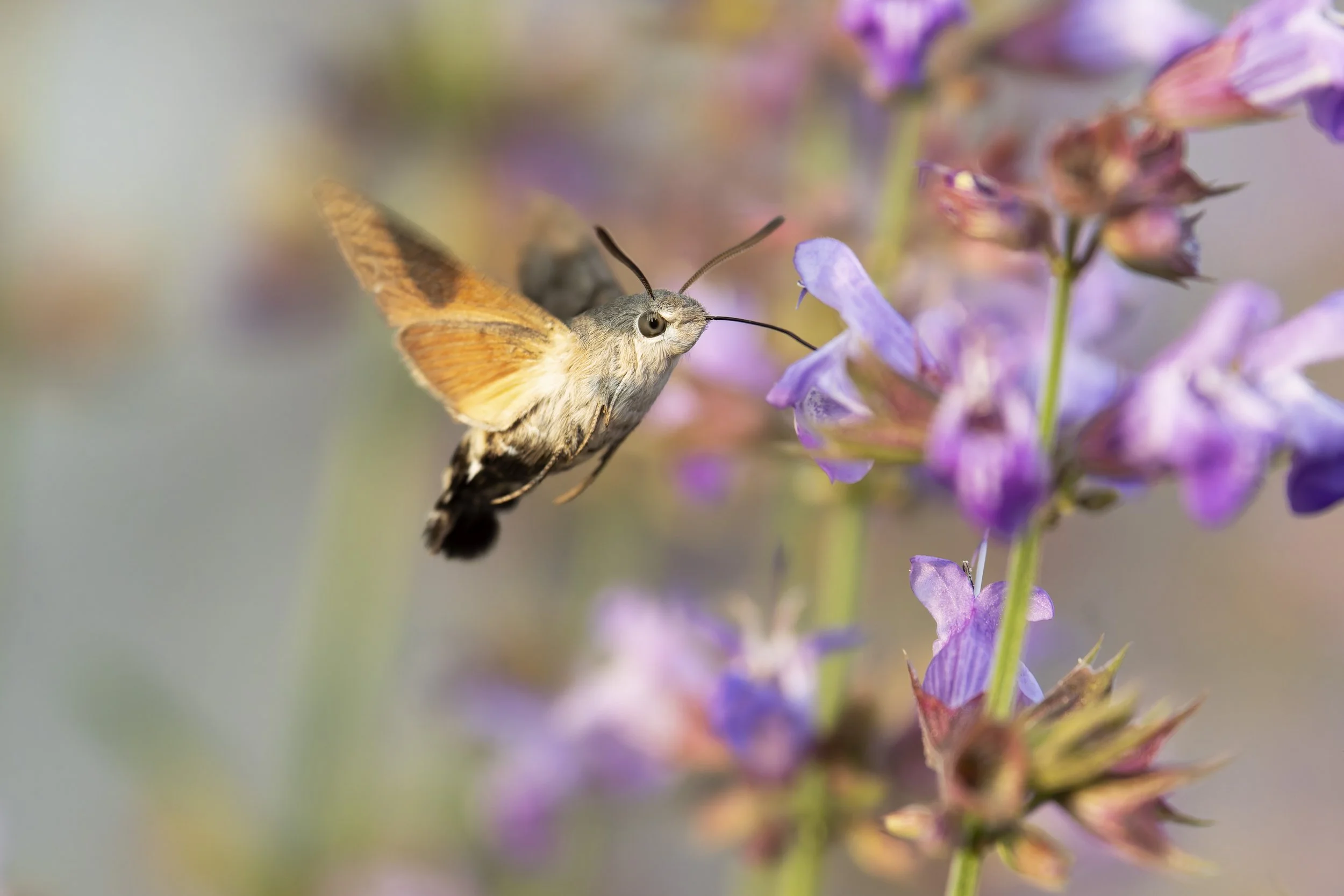 20250611-_DSC2893 copy.jpg