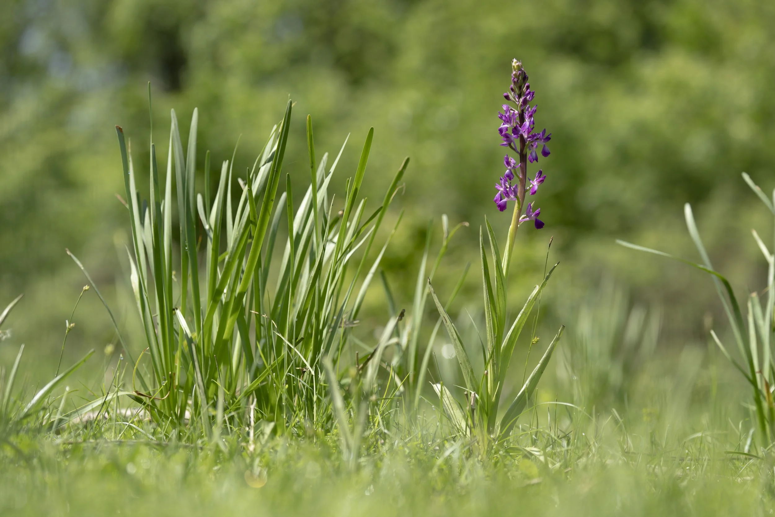 20250427-_DSC2487 copy.jpg