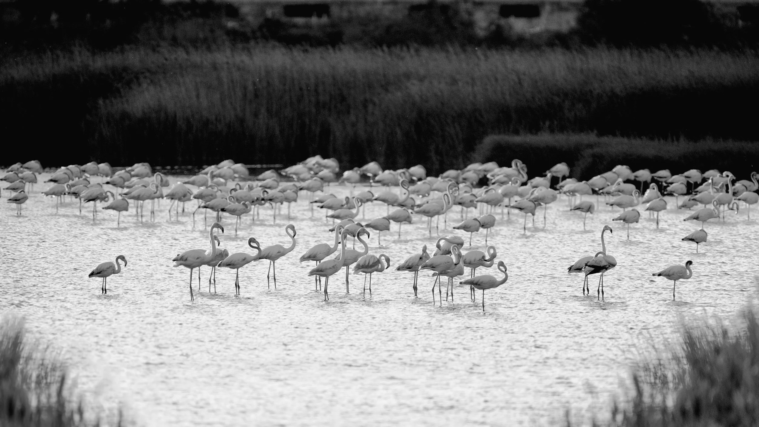 _DSC4527 copy.jpg