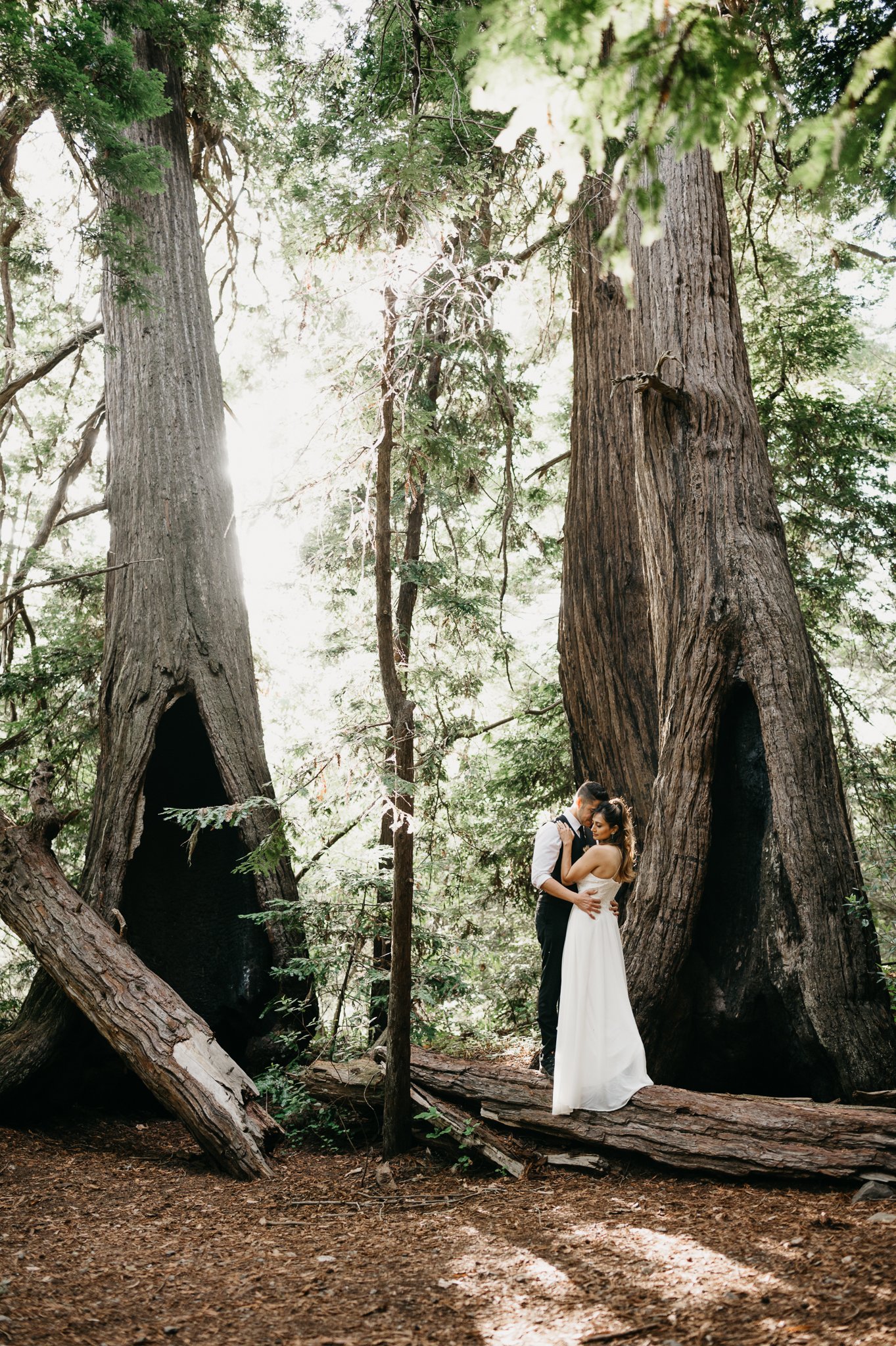 Couple standing on fallen redwood in Big Sur California.