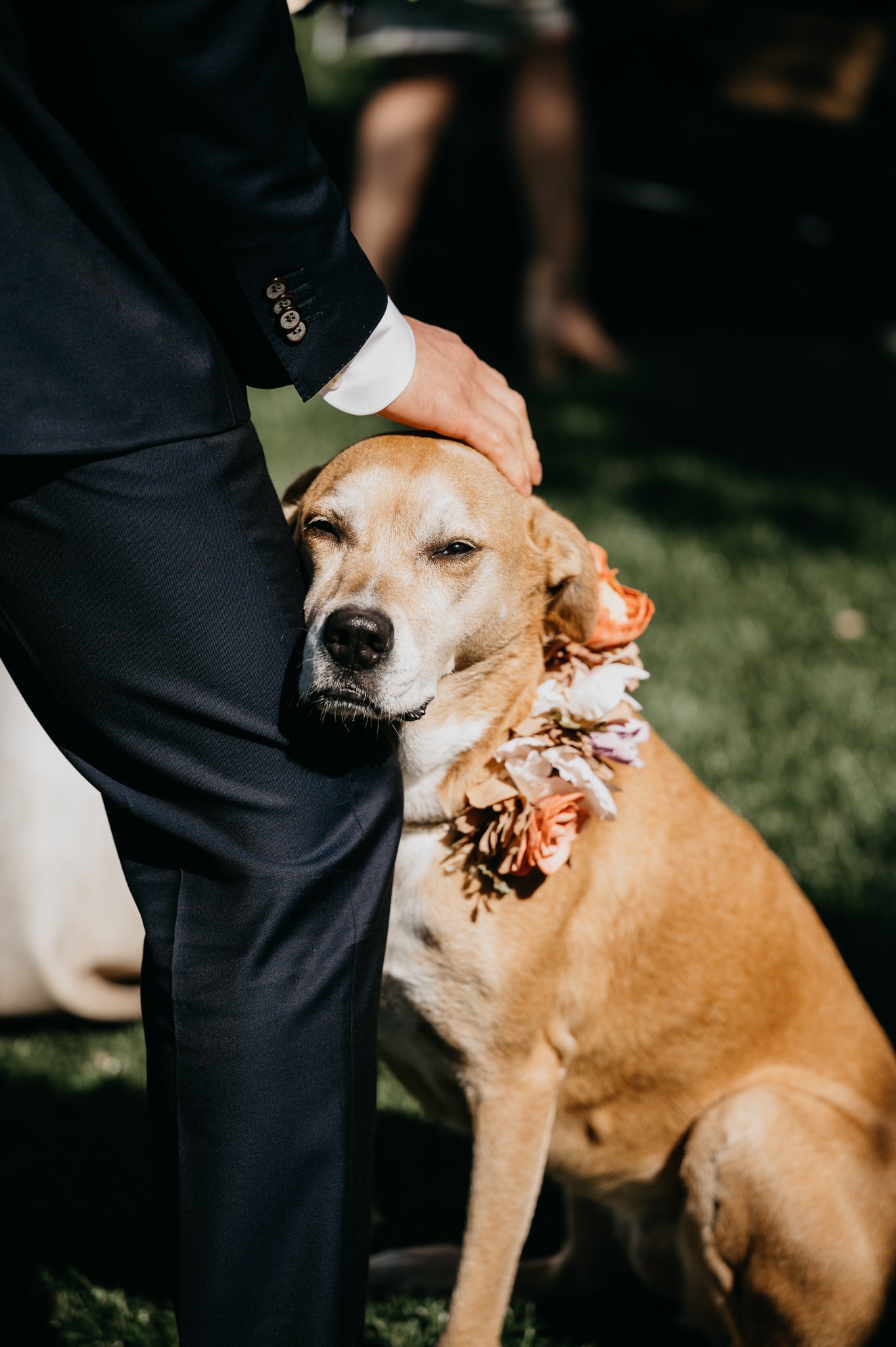 bride and groom's best friend with flowers on collar during wedding ceremony dog is looking at photographer