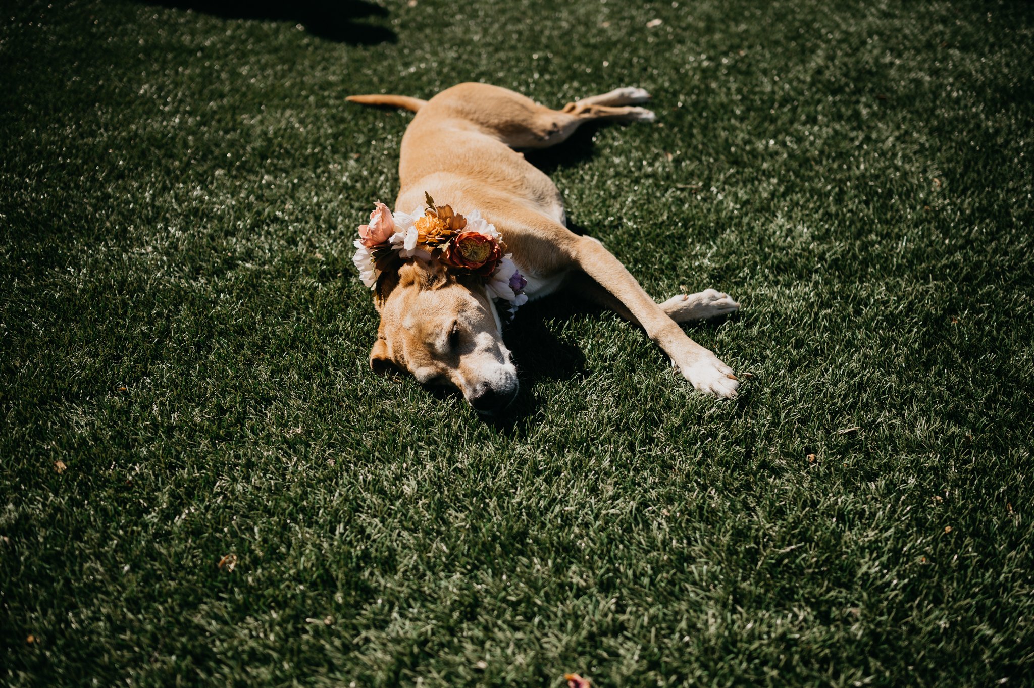 Bride and grooms dog laying in sunshine on grass with flowers on collar Pebble Beach California