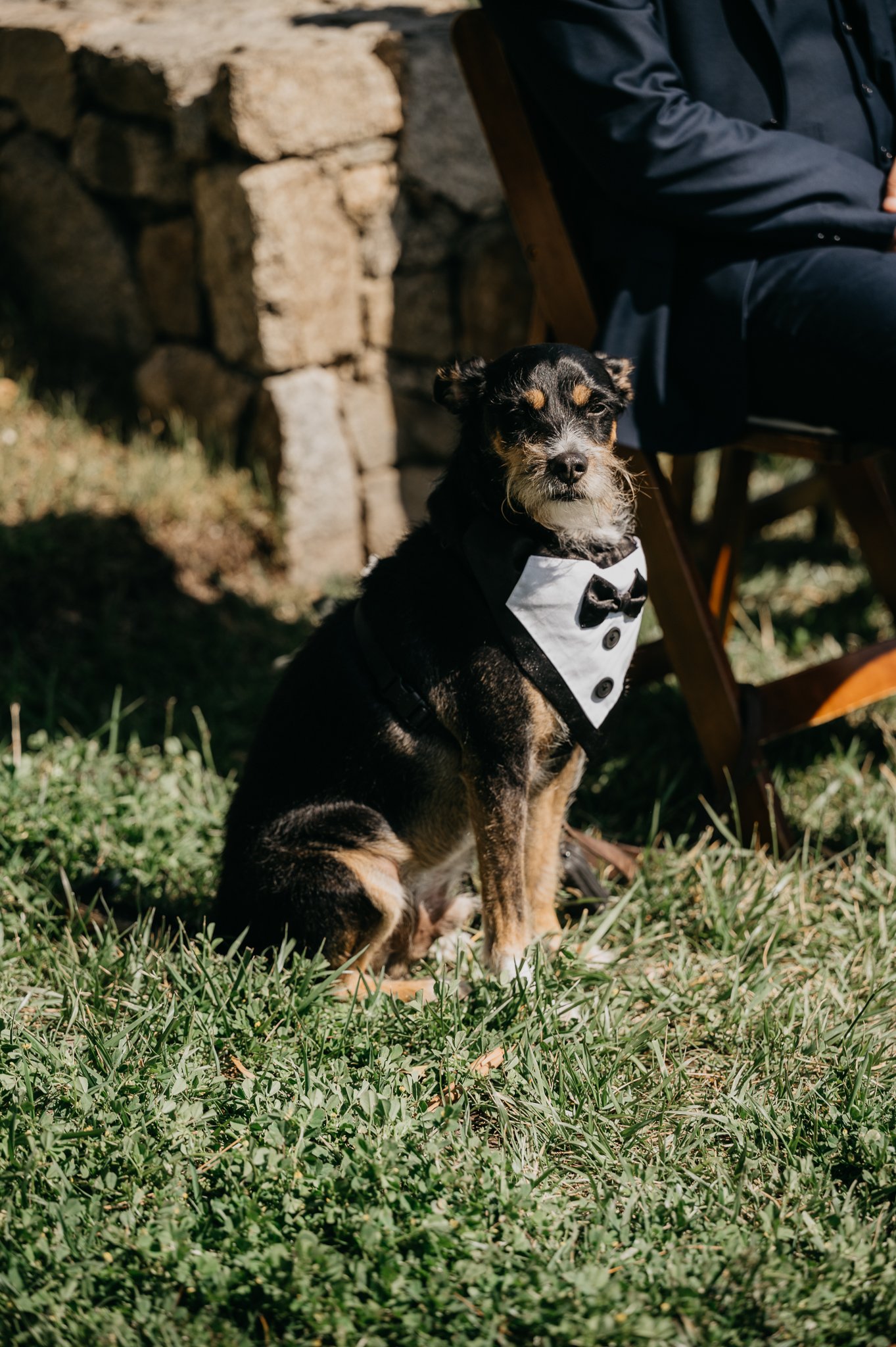 wedding ceremony small scruffy Black and Tan dog in tuxedo sitting by chair
