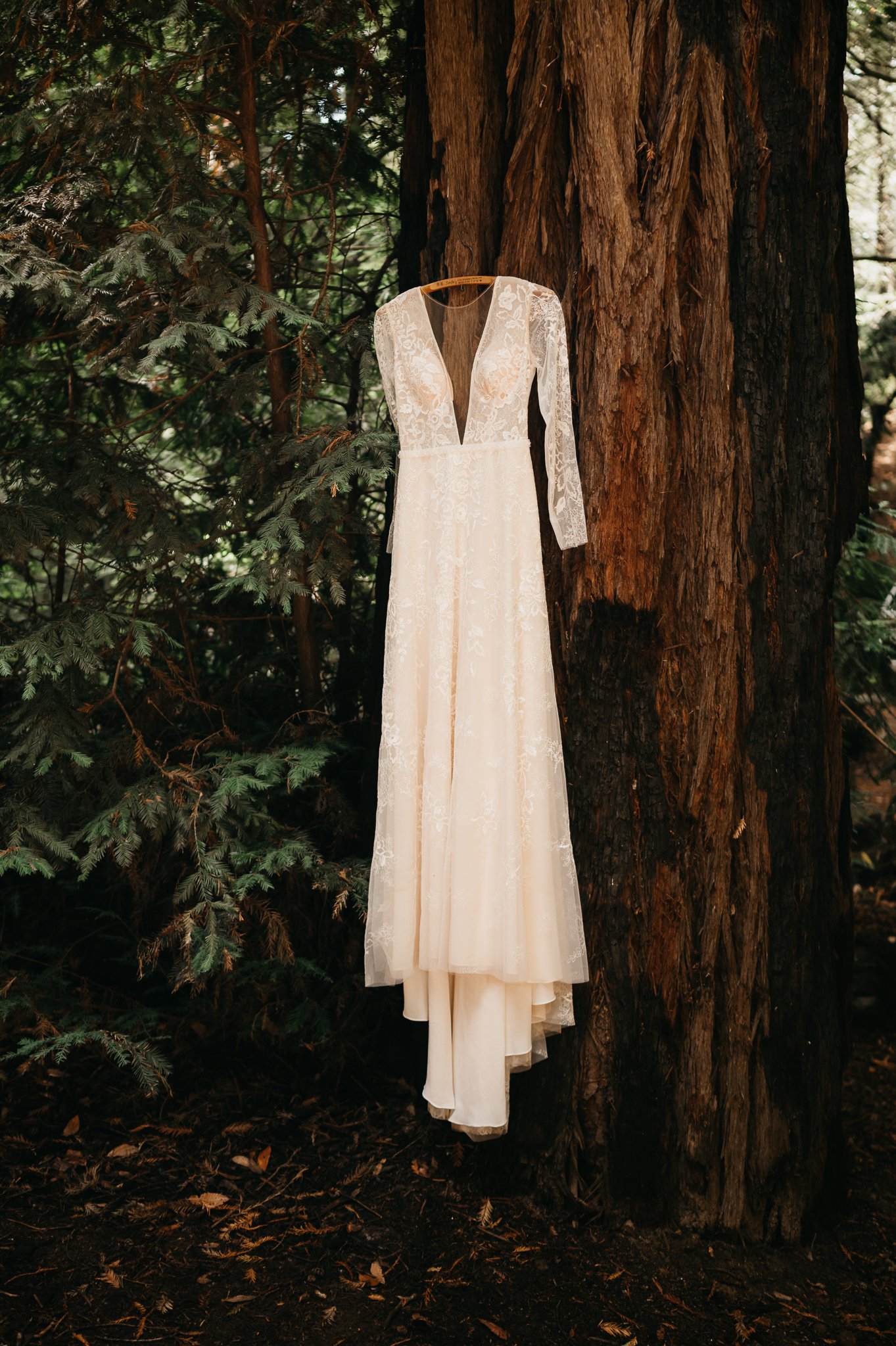 Bridal gown hanging from a redwood tree in the forest of Big Sur