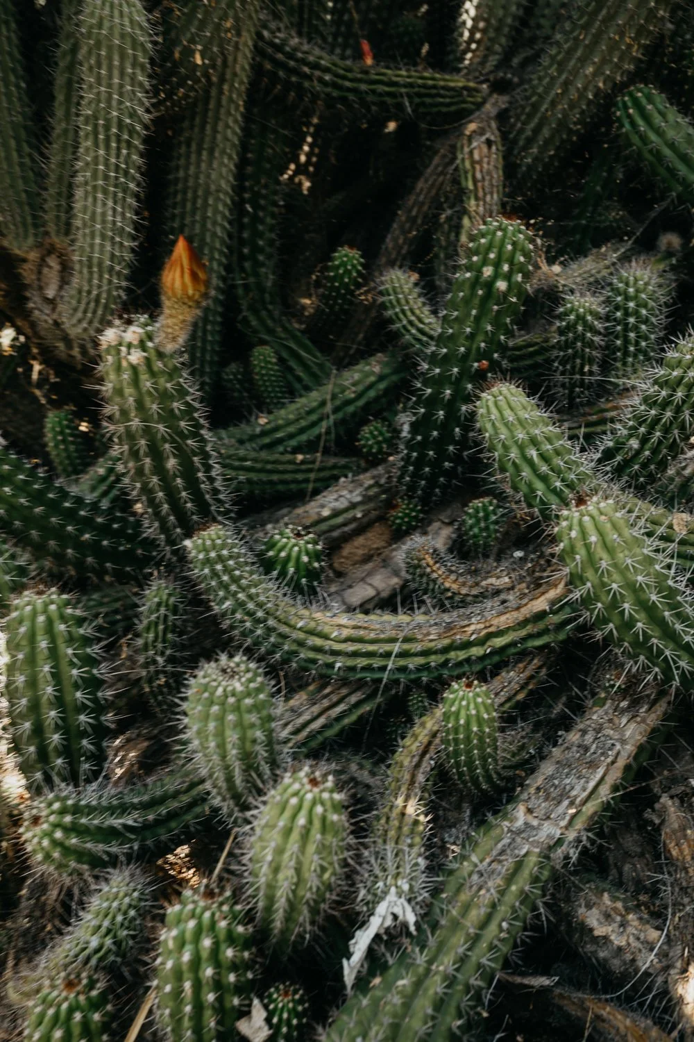 california-photogapher-flora-gibson-45.jpg