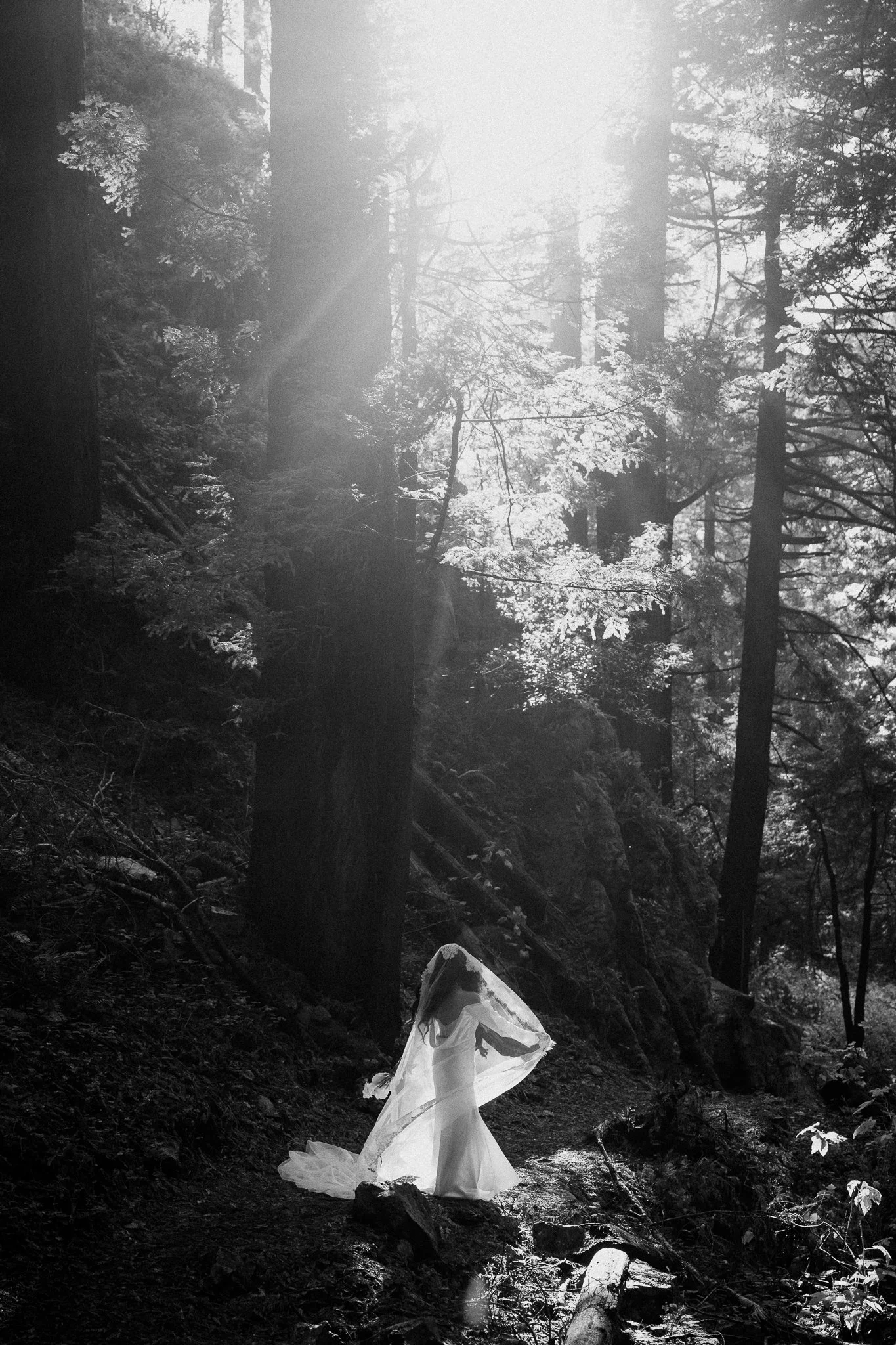 A person in a white dress and veil standing on a forest trail surrounded by tall trees, with sunlight streaming through the branches.