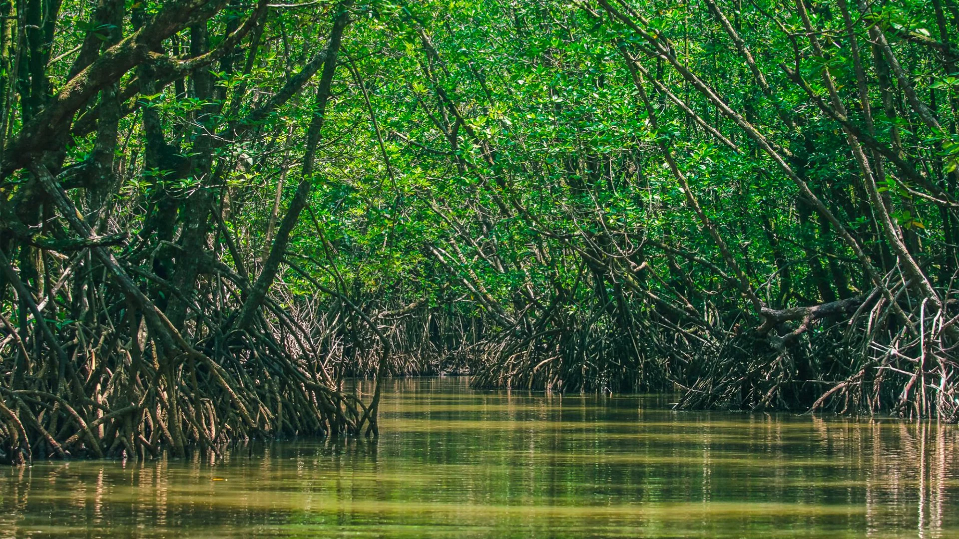 Nature Protects Us: How Flood Prevention, the Environment, and the Economy Are Linked