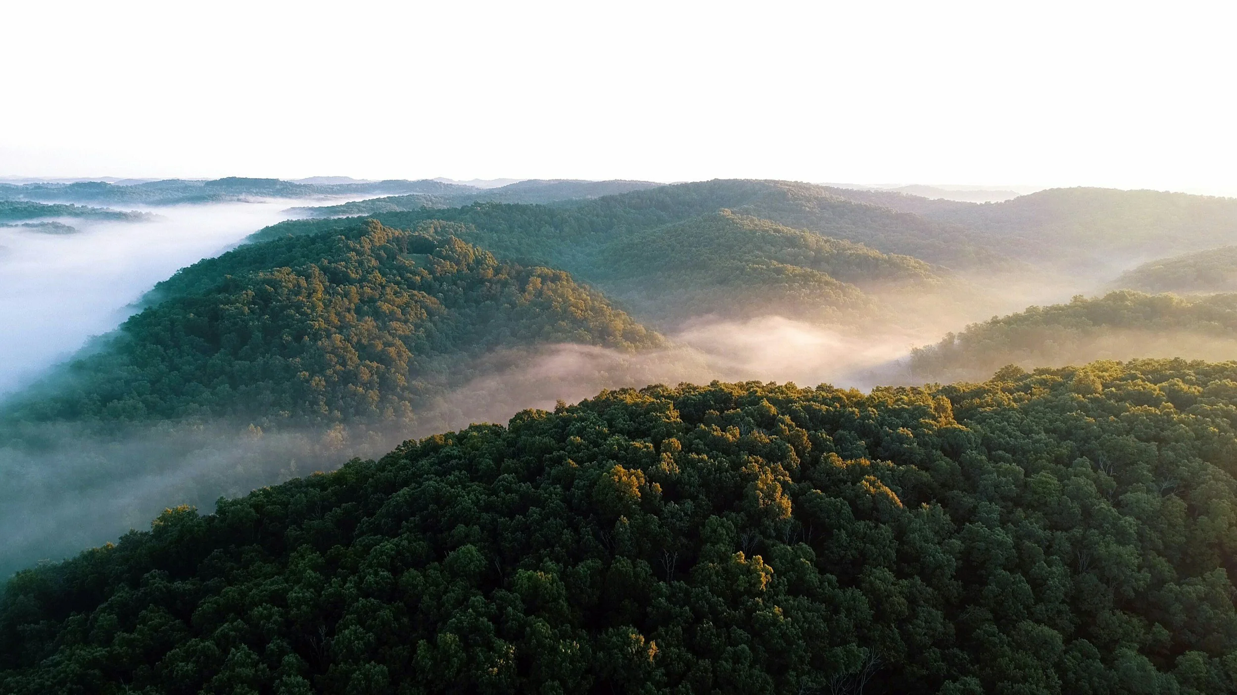 What is the EU Deforestation Regulation?