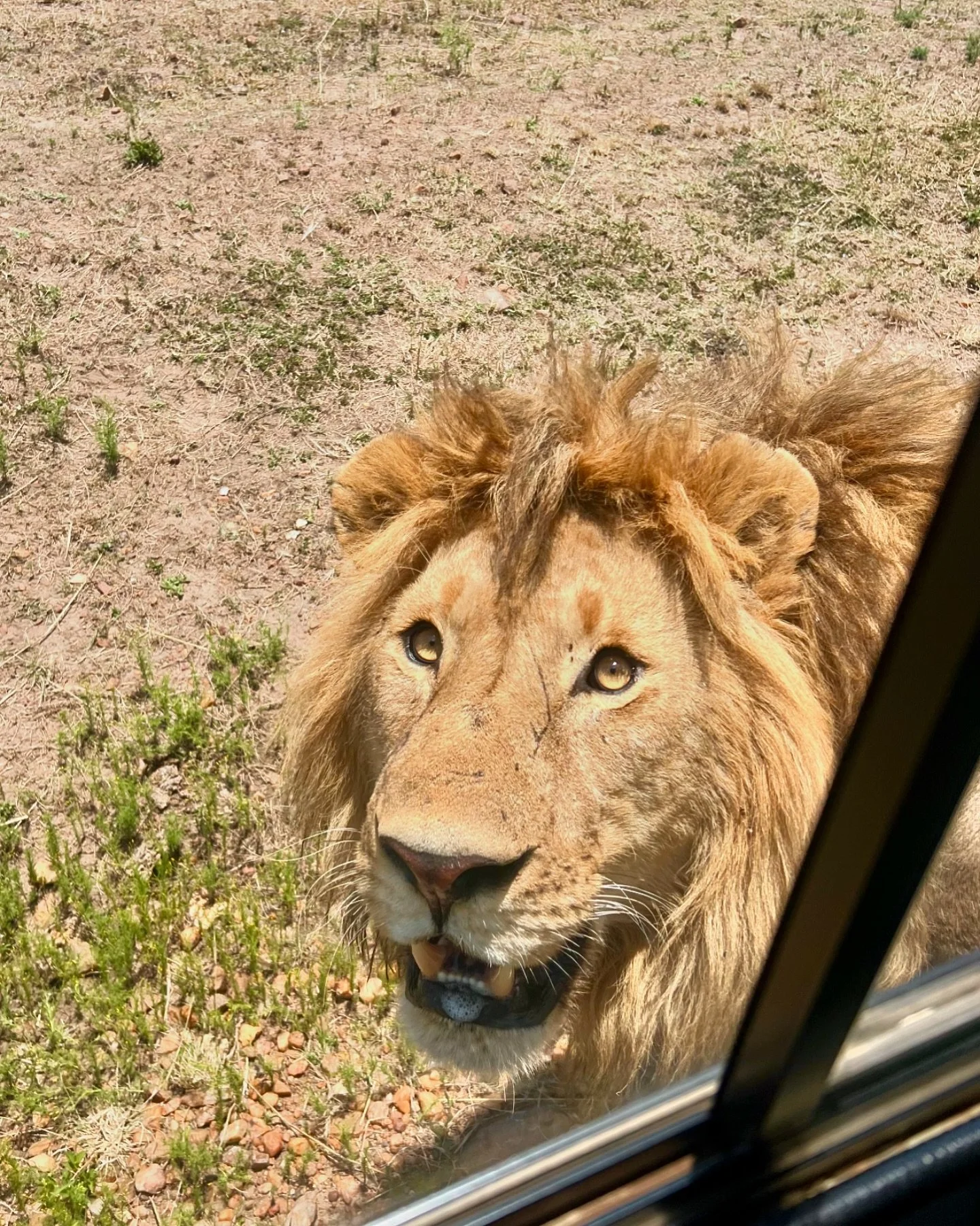 Looking through our window at his next snack (Alec)