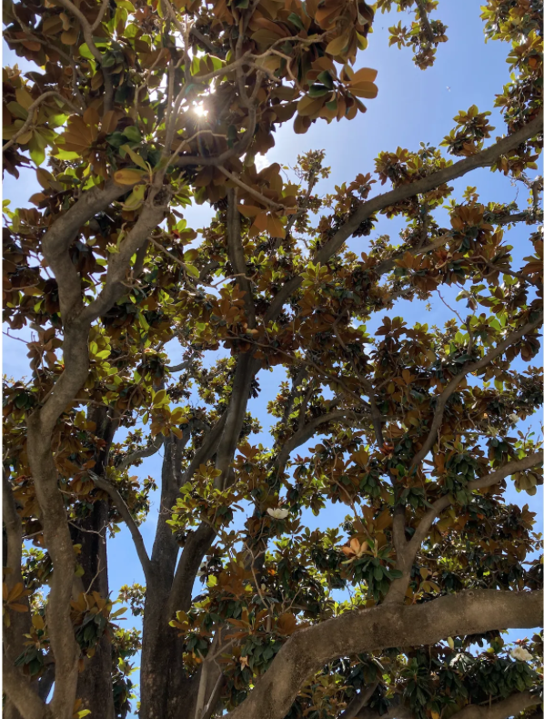 Happiness and Gratitude