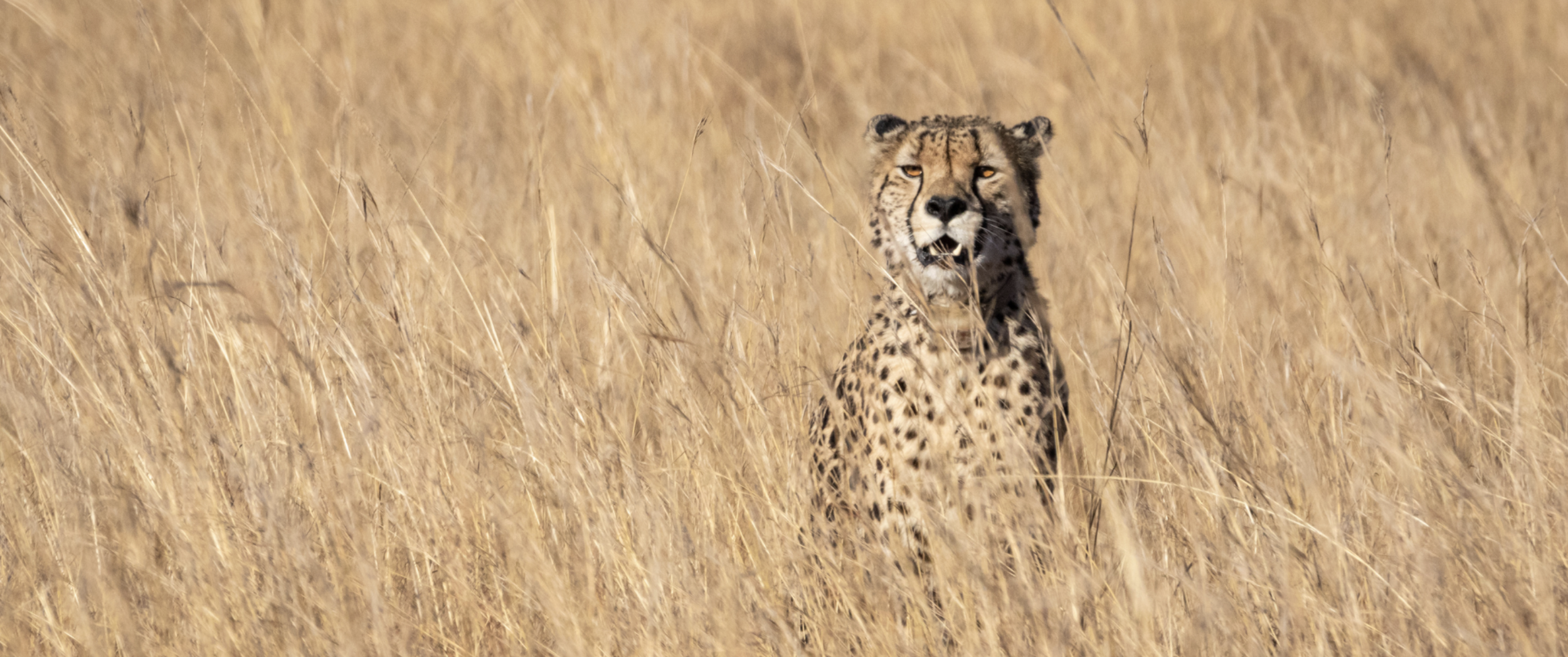 Conservation Discussion