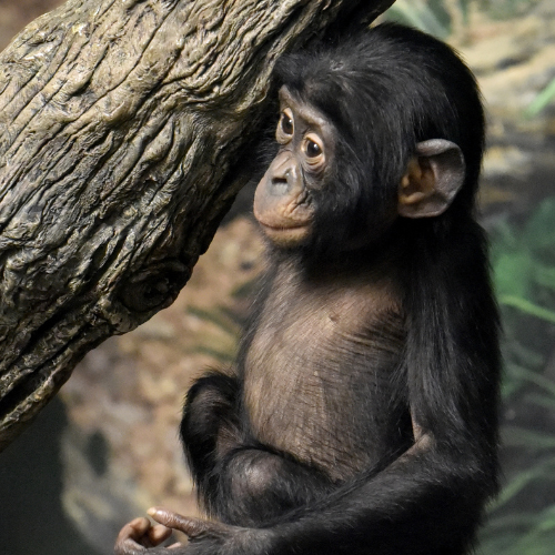 Bonobo Species Focus