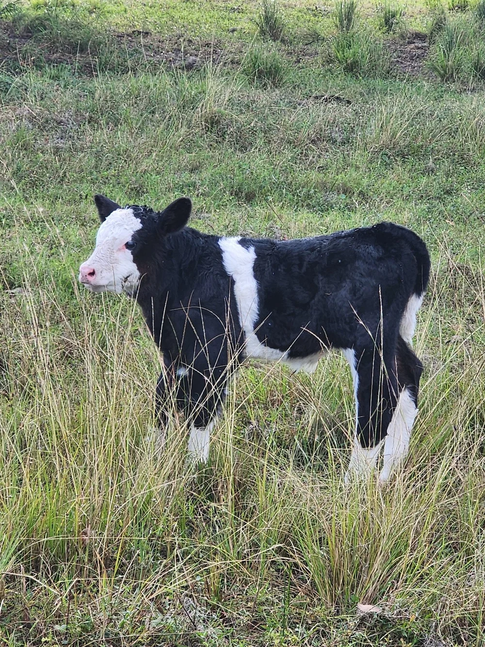 From the Parkesdale Club Calves photo collection