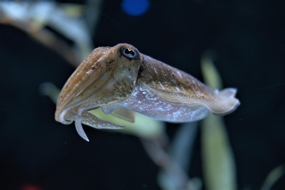 cuttlefish-gdead8cef6_1920.jpg