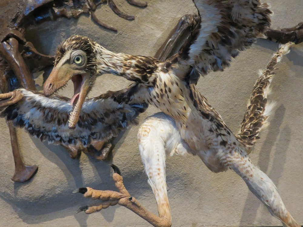 archaeopteryx-1645455_1280.jpeg