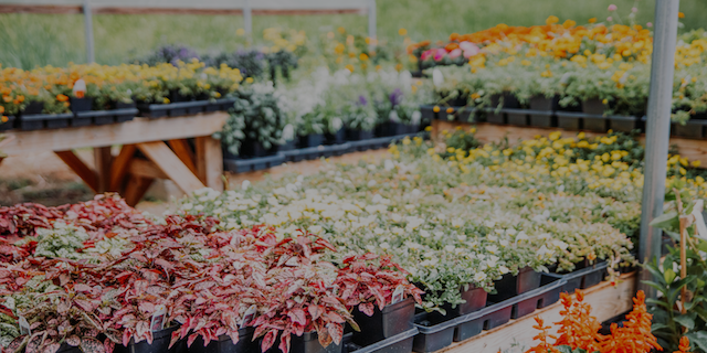 Willow Tree Nursery