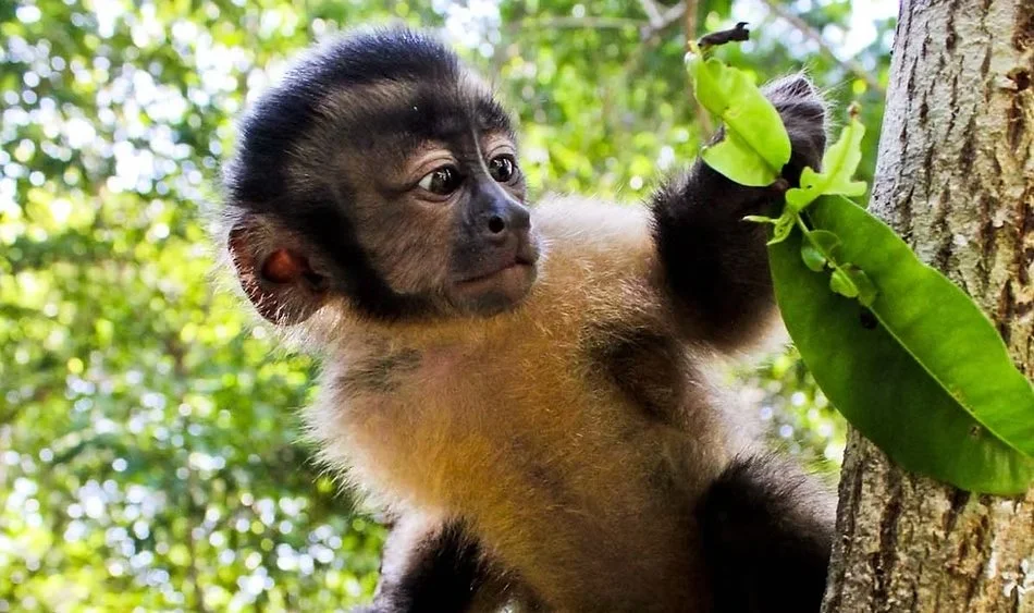 Who Saved the Three Monkeys?