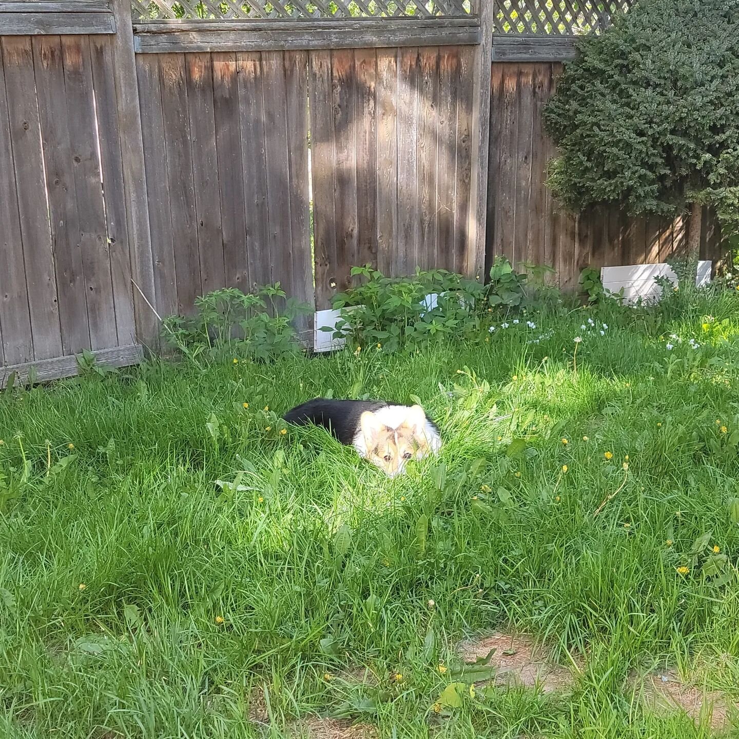 Just a happy corg lying in a sun patch in my unmowed backyard on a calm morning.

Not pictured: sitting with a pen, notebook, cup of coffee, camera, Oxford comma, and a Bluetooth speaker playing some sweet jams 👌✨️

And yes Corgdad is mowing the law