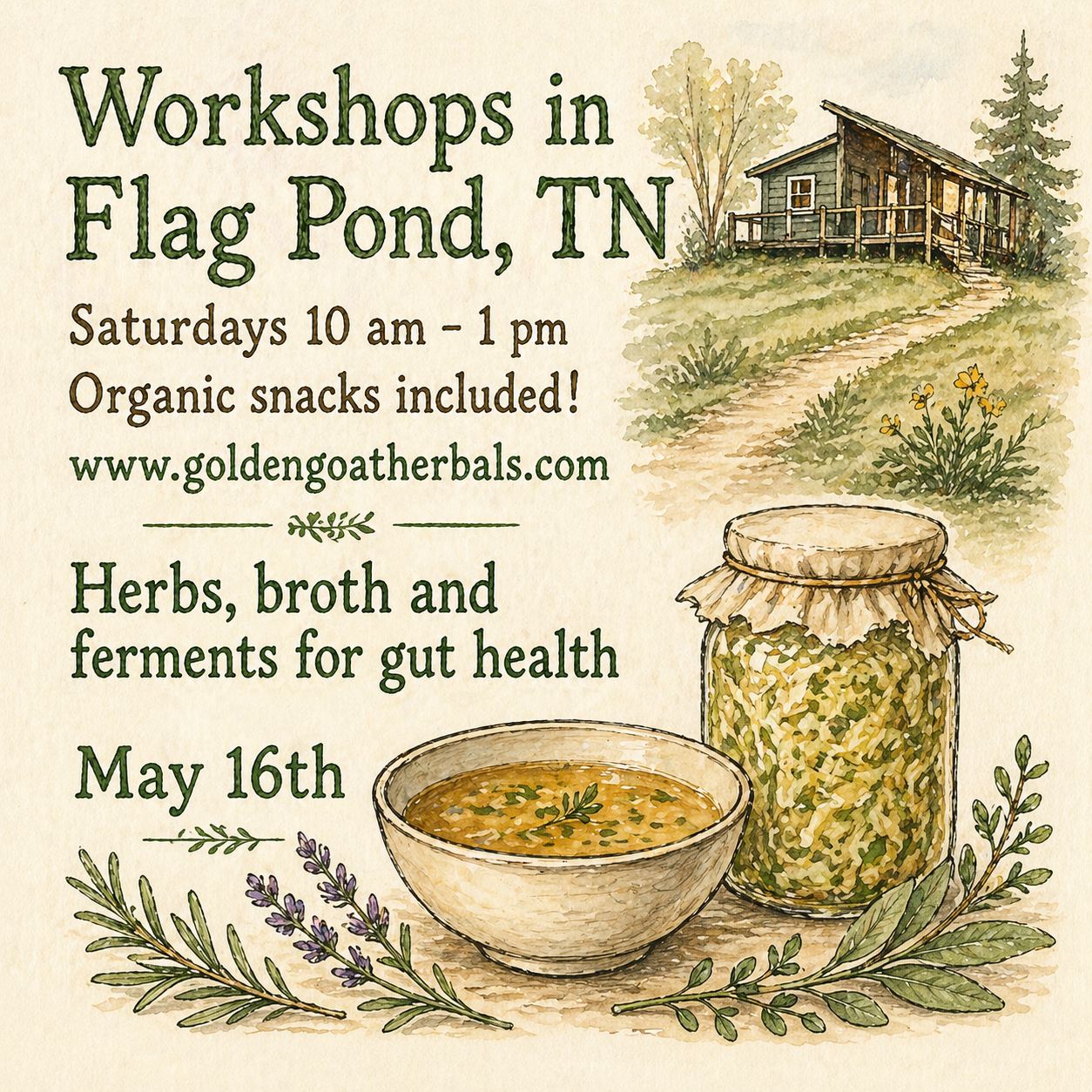 Herbs, ferments and bone broth for GUT HEALTH