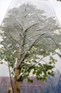 Max Werkman, System Tree. Een vacuüm verpakte boom, 2023 (detail).jpg