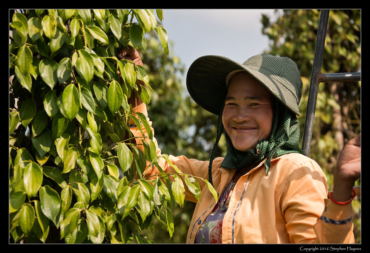 A Pepper Plantation, On the road east from Sihanoukville, Cambodia --
A woman tending to green peppercorn vines.