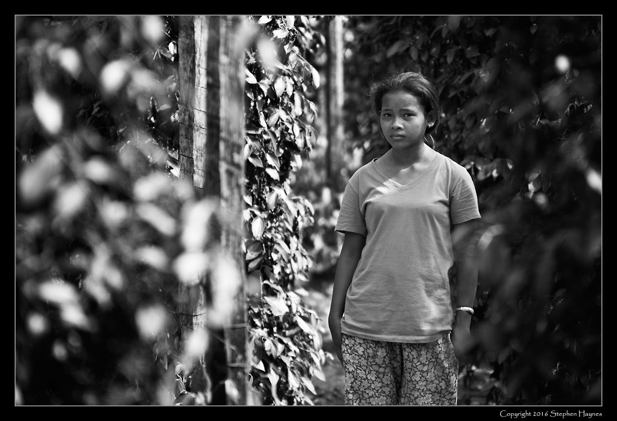 A Pepper Plantation, On the road east from Sihanoukville, Cambodia --
Young girl among the vines.