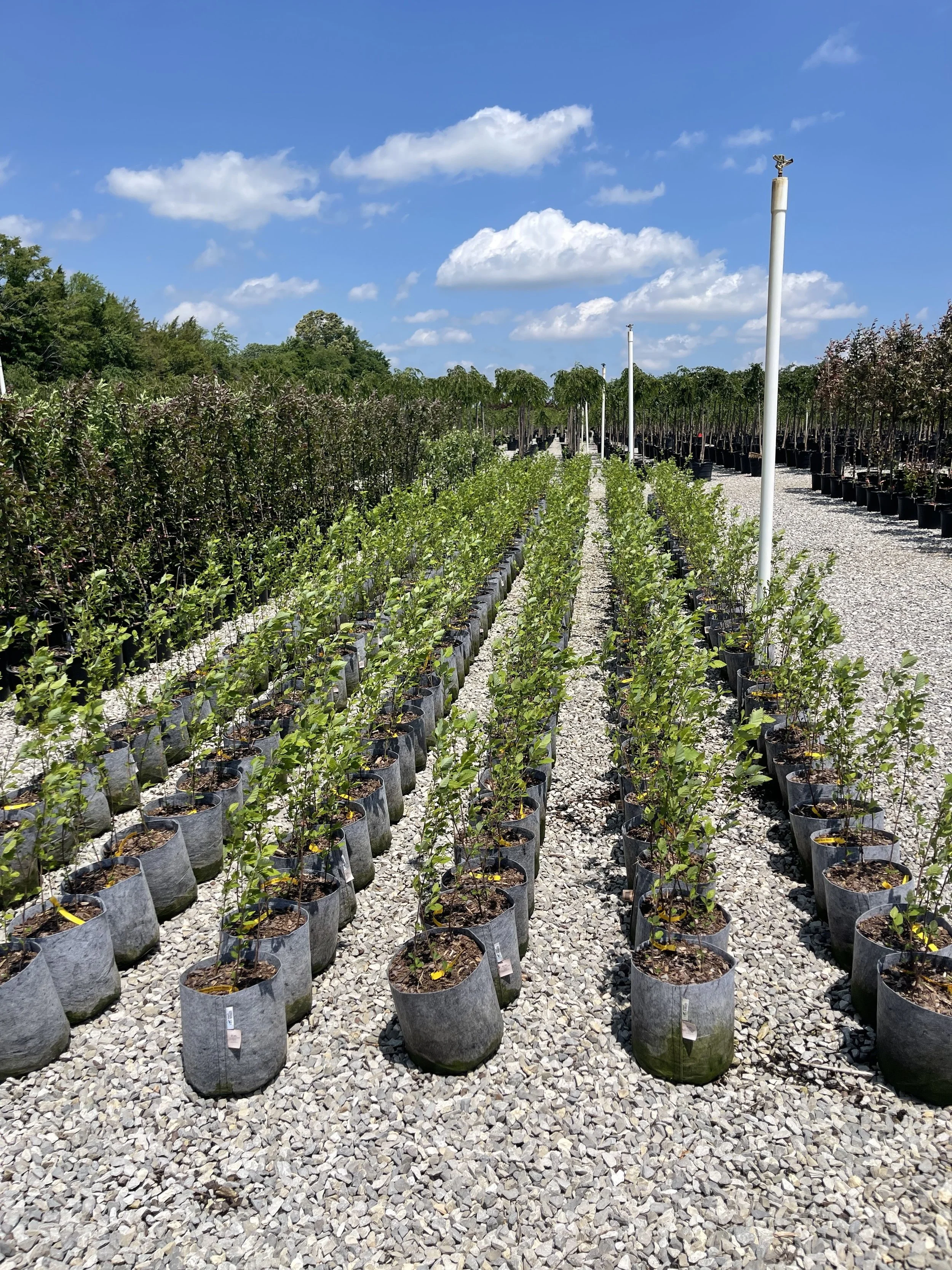 Rows of saplings in grey Root Pouches at a nursery