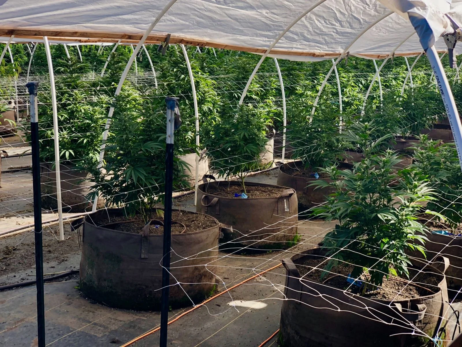 Cannabis plants grow in Root Pouches in shaded sunlight