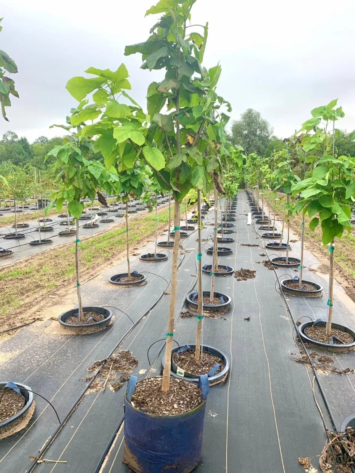 Trees growing pot-in-pot at Kankakee Nursey
