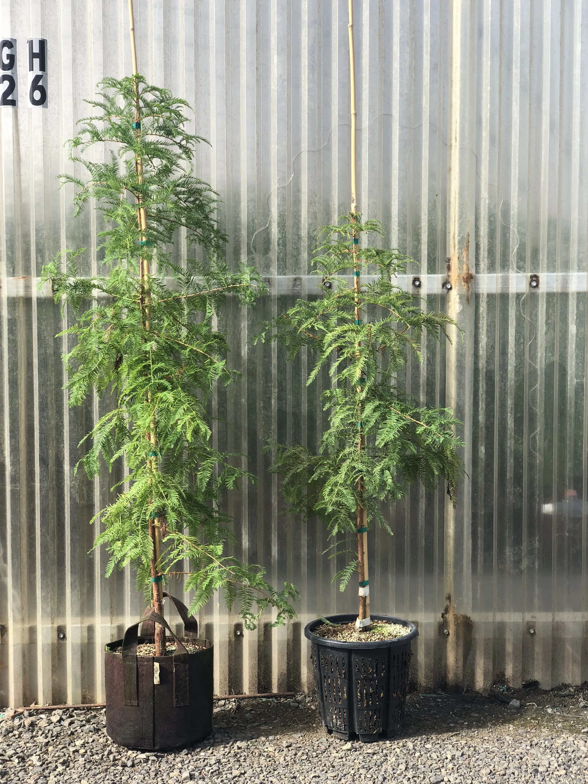 Greenhouse Root Example Greenhouse Growing — Root Pouch