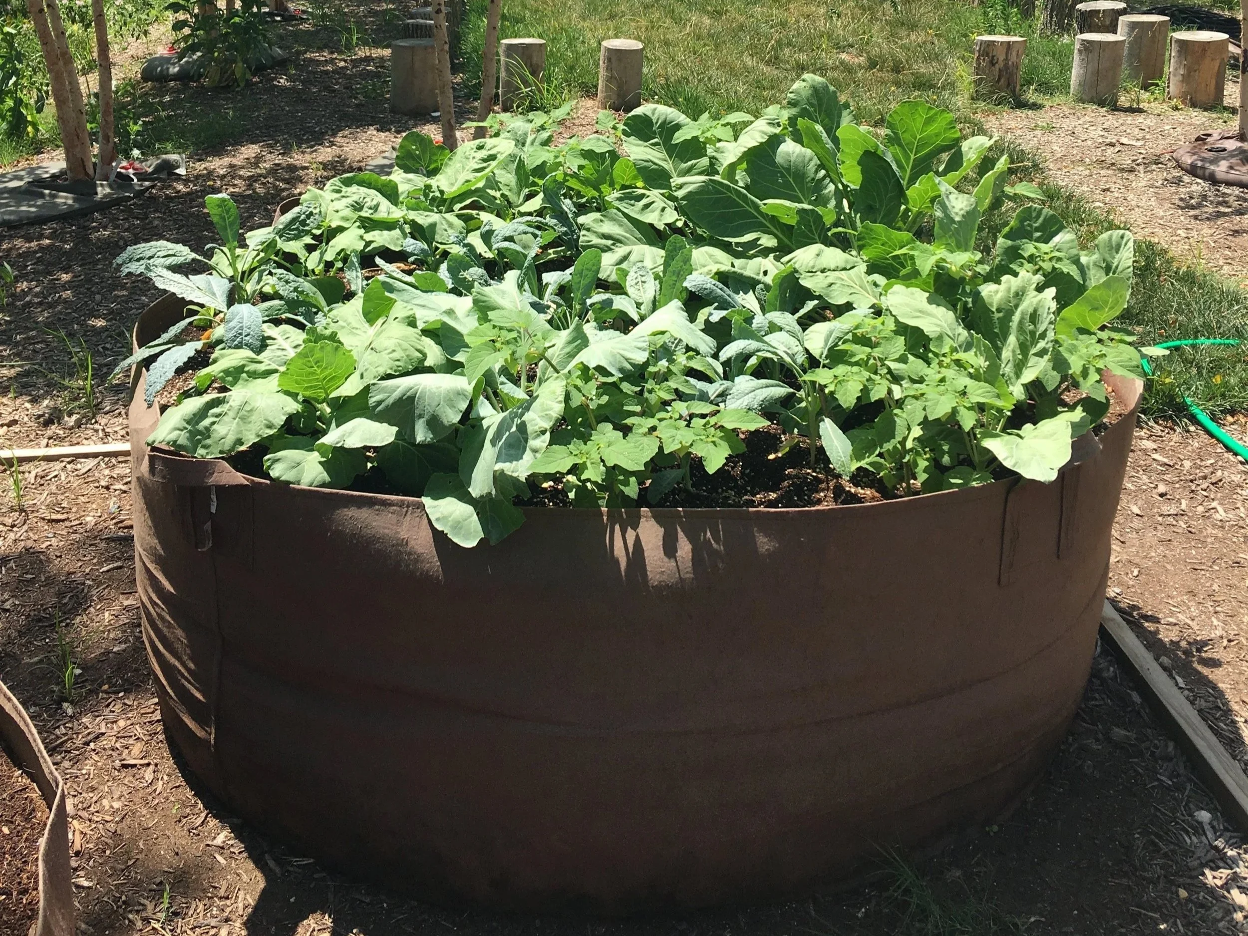 Raised Garden Beds:
No construction! Our #65-gallon to #300-gallon(pictured) fabric grow bags are perfect for growing your own garden; just plant up and let the Root Pouch do the work!
