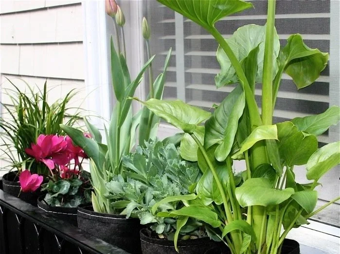 Easy window box flowers and herbs