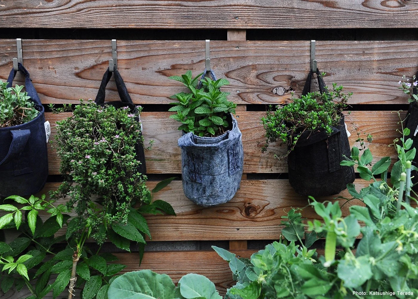 Accessible home grown herbs, great in #1 (pictured), #2, &  #3-gallon Root Pouches