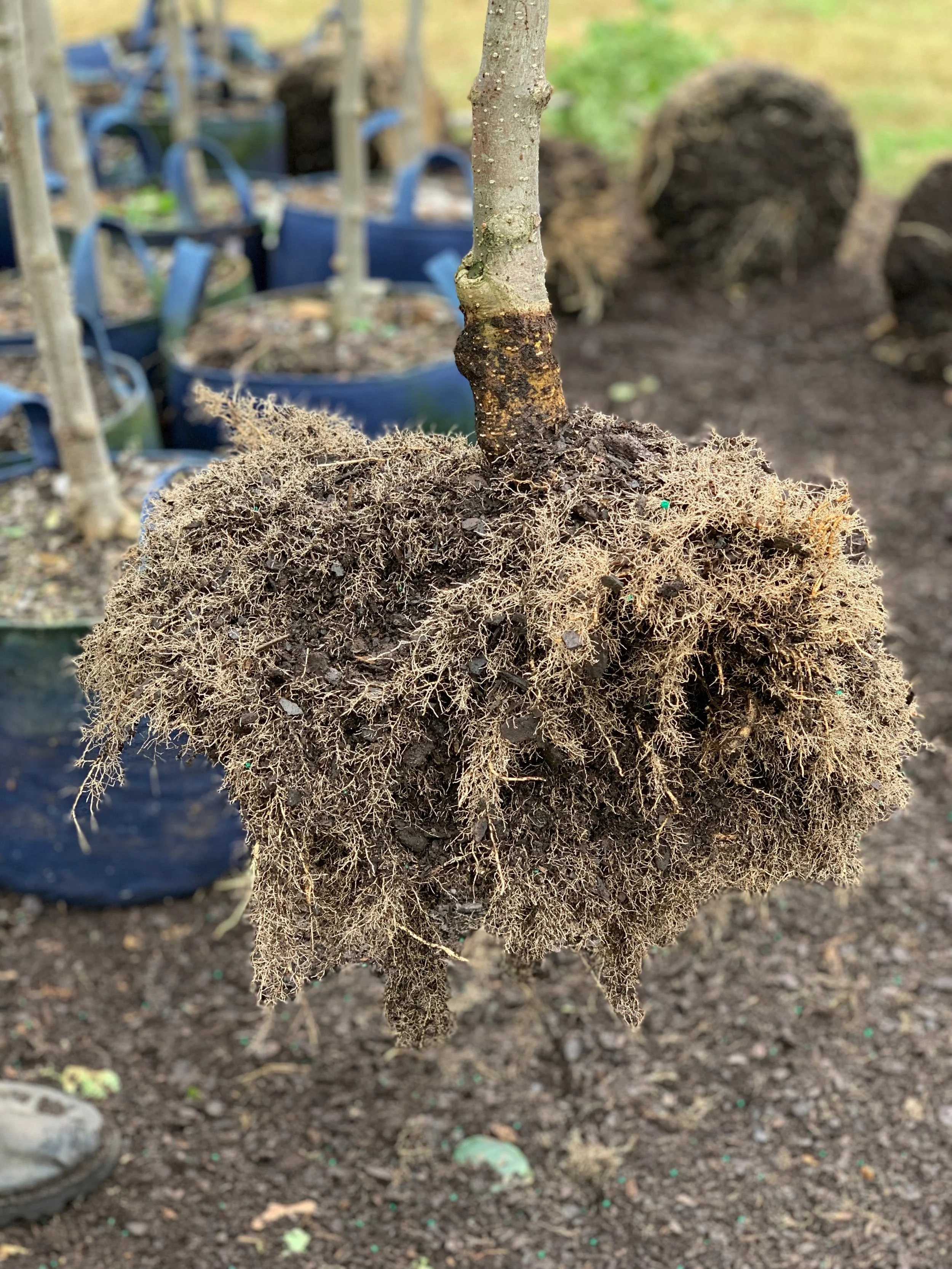 Grower’s Spotlight Kankakee Nursery — Root Pouch