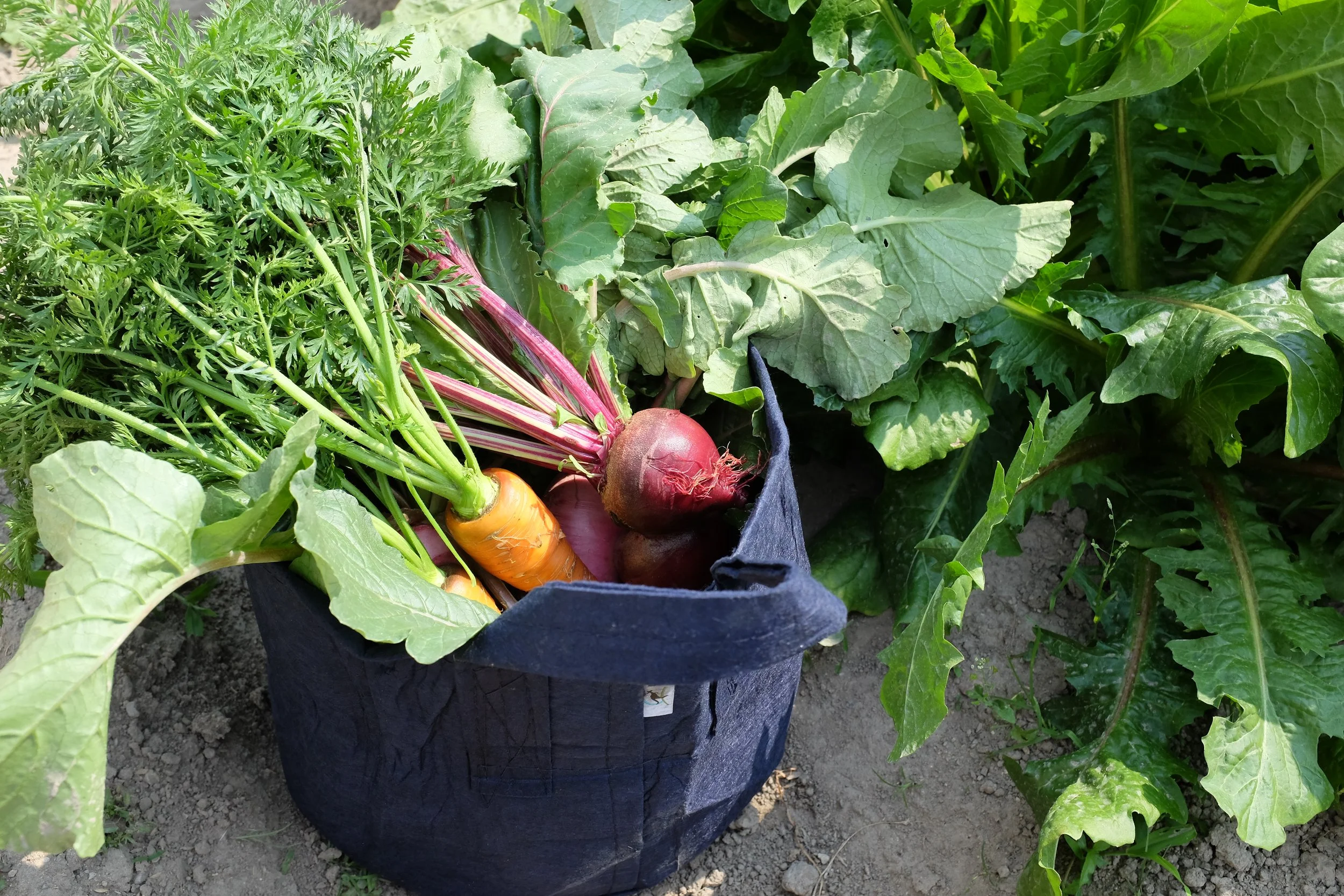 Harvest with Root Pouch: 
Grow AND harvest into Root Pouch grow bags.