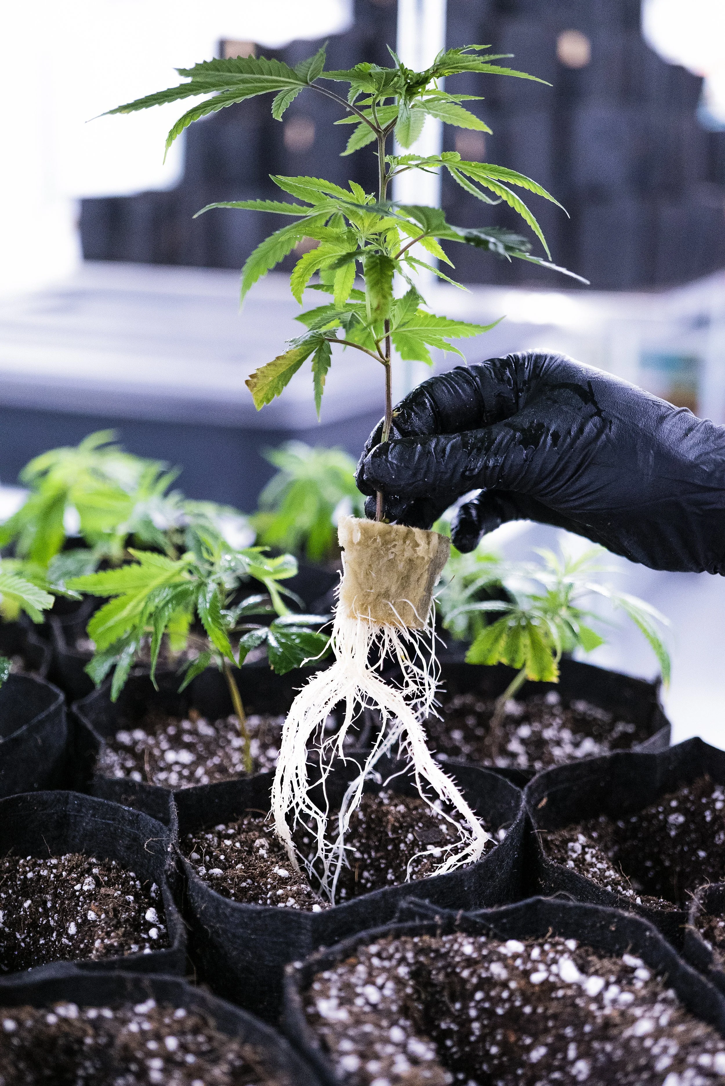 A grower's gloved hand holds up a cannabis seedling to display its root structure grown in a Root Pouch