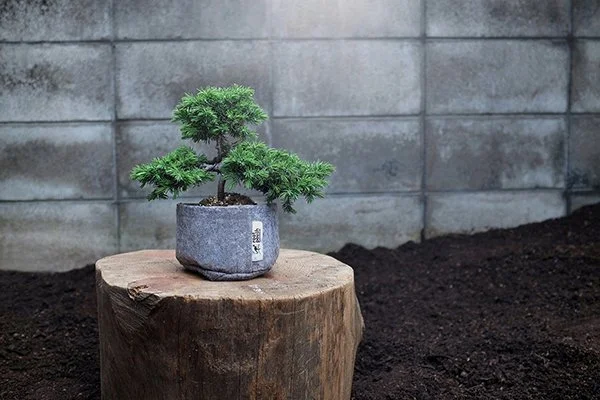 Bonsai tree in Root Pouch 'Joey'