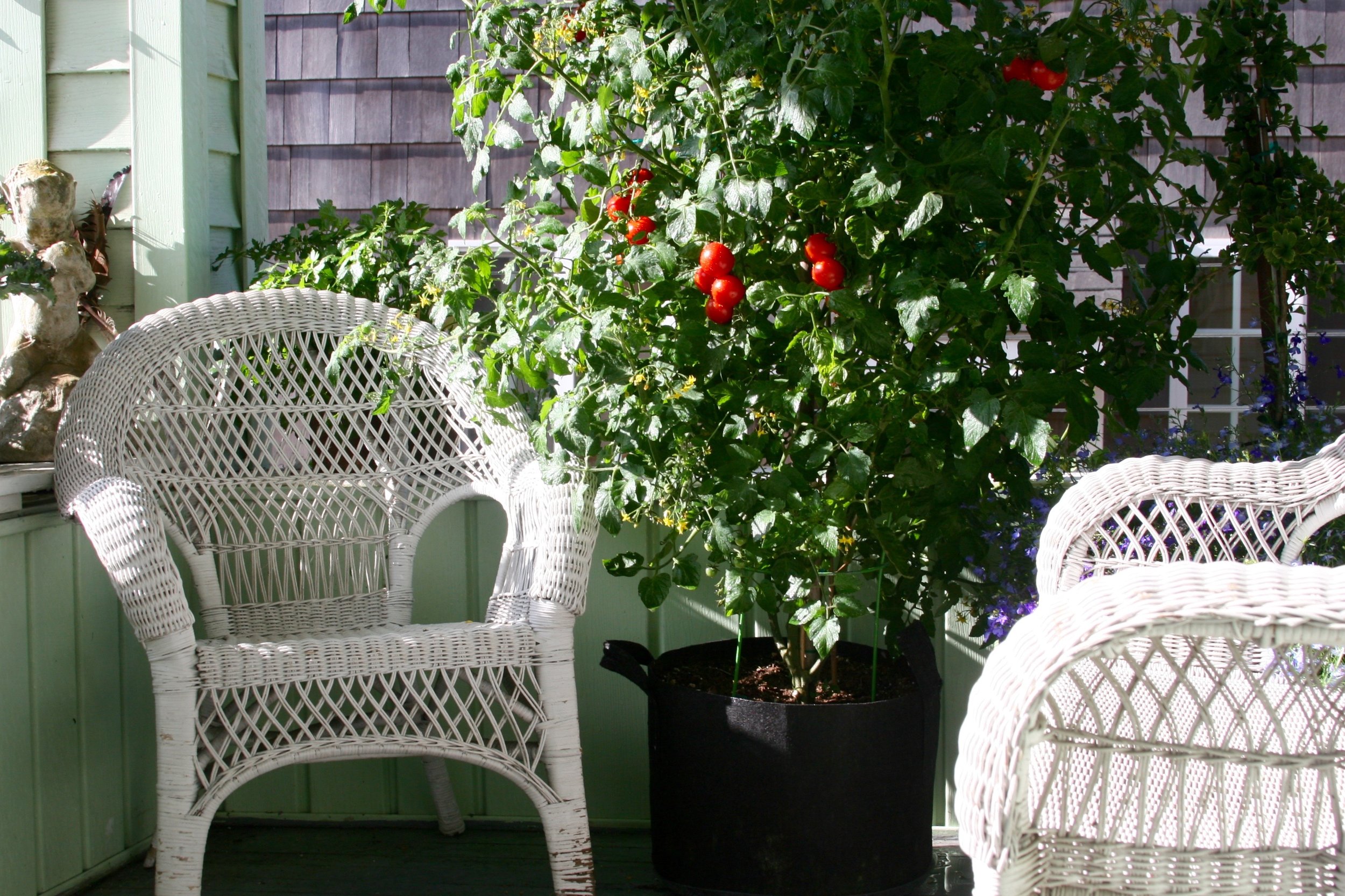 Patio Tomatoes: depending on varieties the #7, #10 or #15-gallon and larger work great. Traditional tomato cages fit comfortably inside the pouches. 