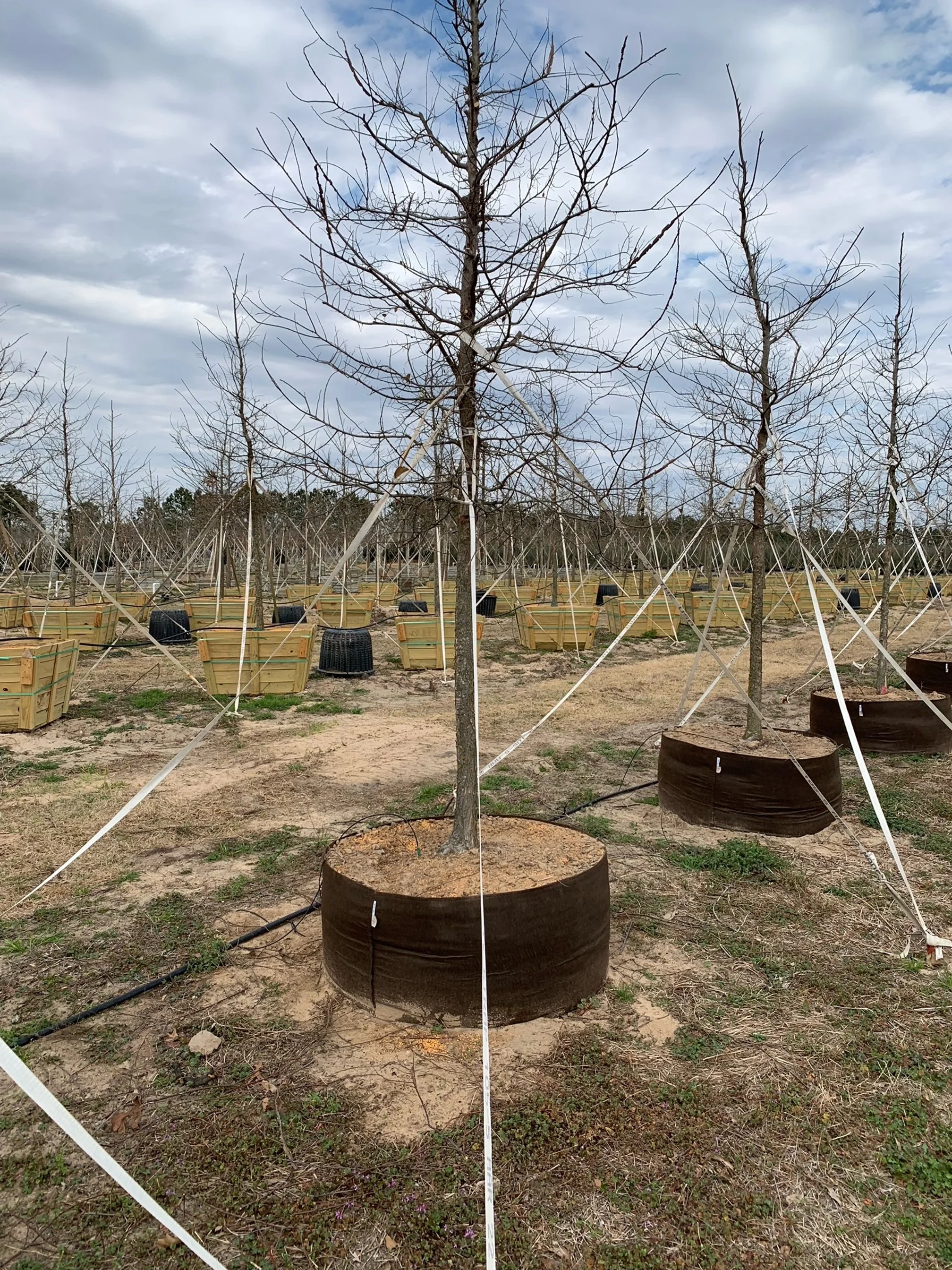 A row of trees growing aboveground in 100-gallon Root Pouches at Twin Lakes Nursery